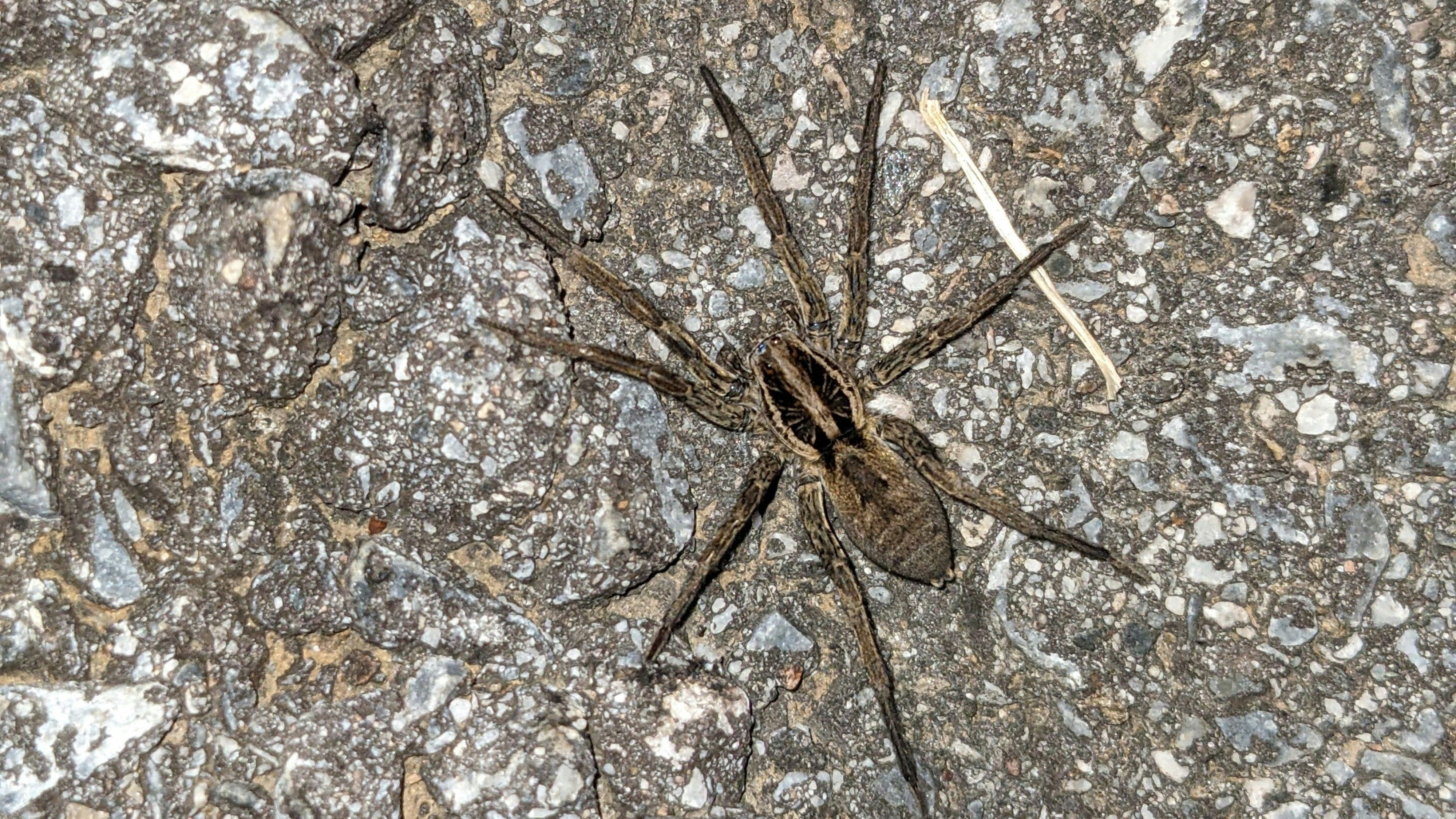 Schwarzbaeuchige Tarantel