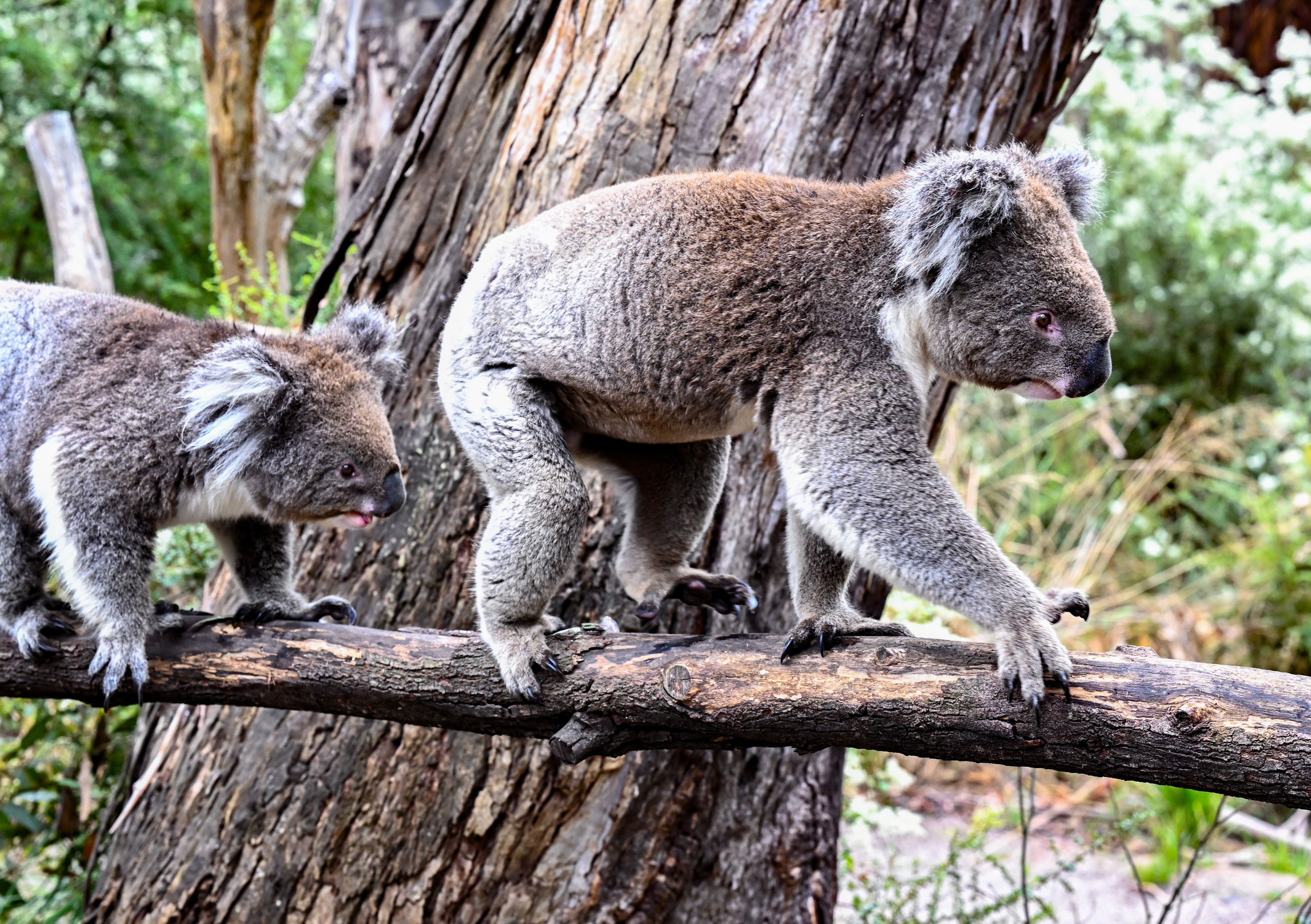Koalas verbringen den Großteil des Tages schlafend auf Bäumen.