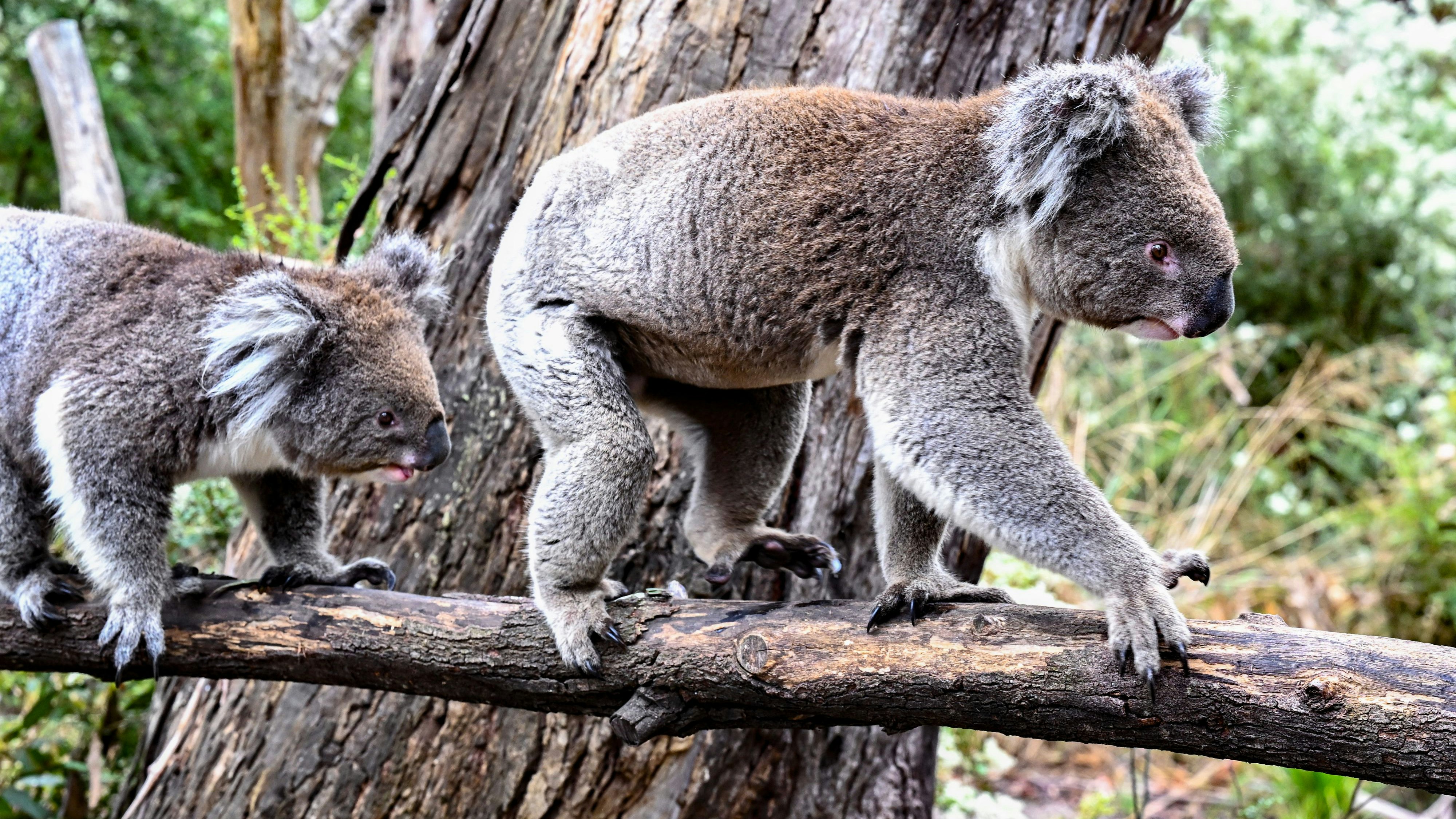 Heute.at - Neuer Nationalpark – 12.000 Koalas gerettet