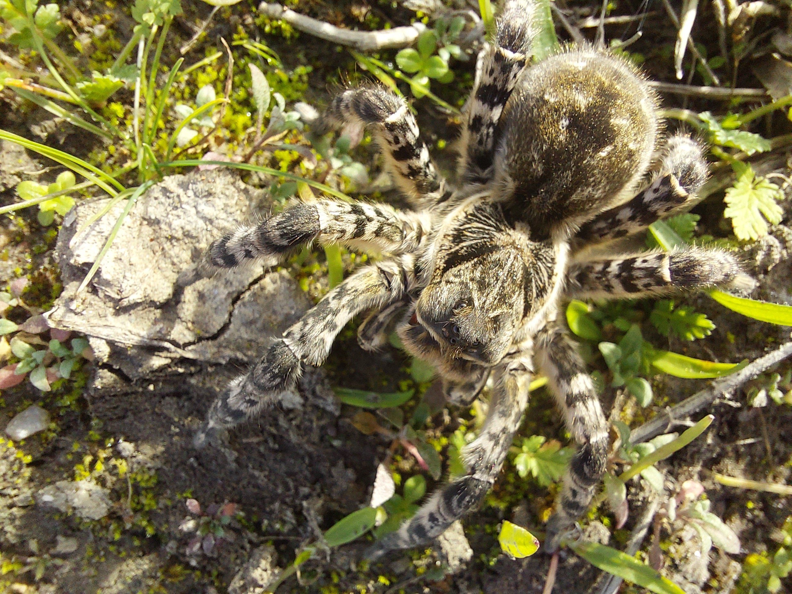 Die Südrussische Tarantel ist die größte Spinne Mitteleuropas - und auch in Österreich anzutreffen.