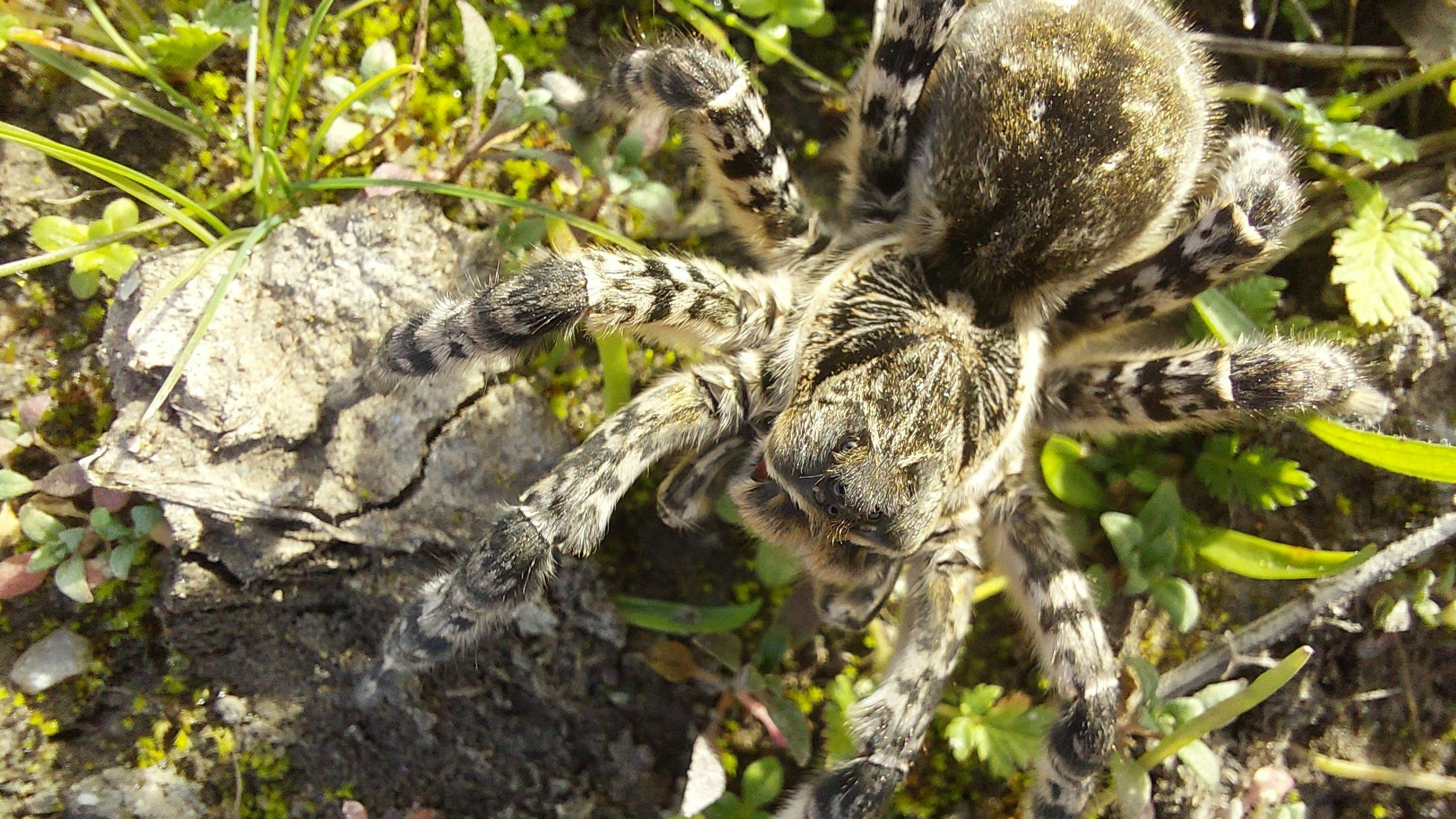 Heute.at - Wer diese Spinne sieht, soll sie sofort melden