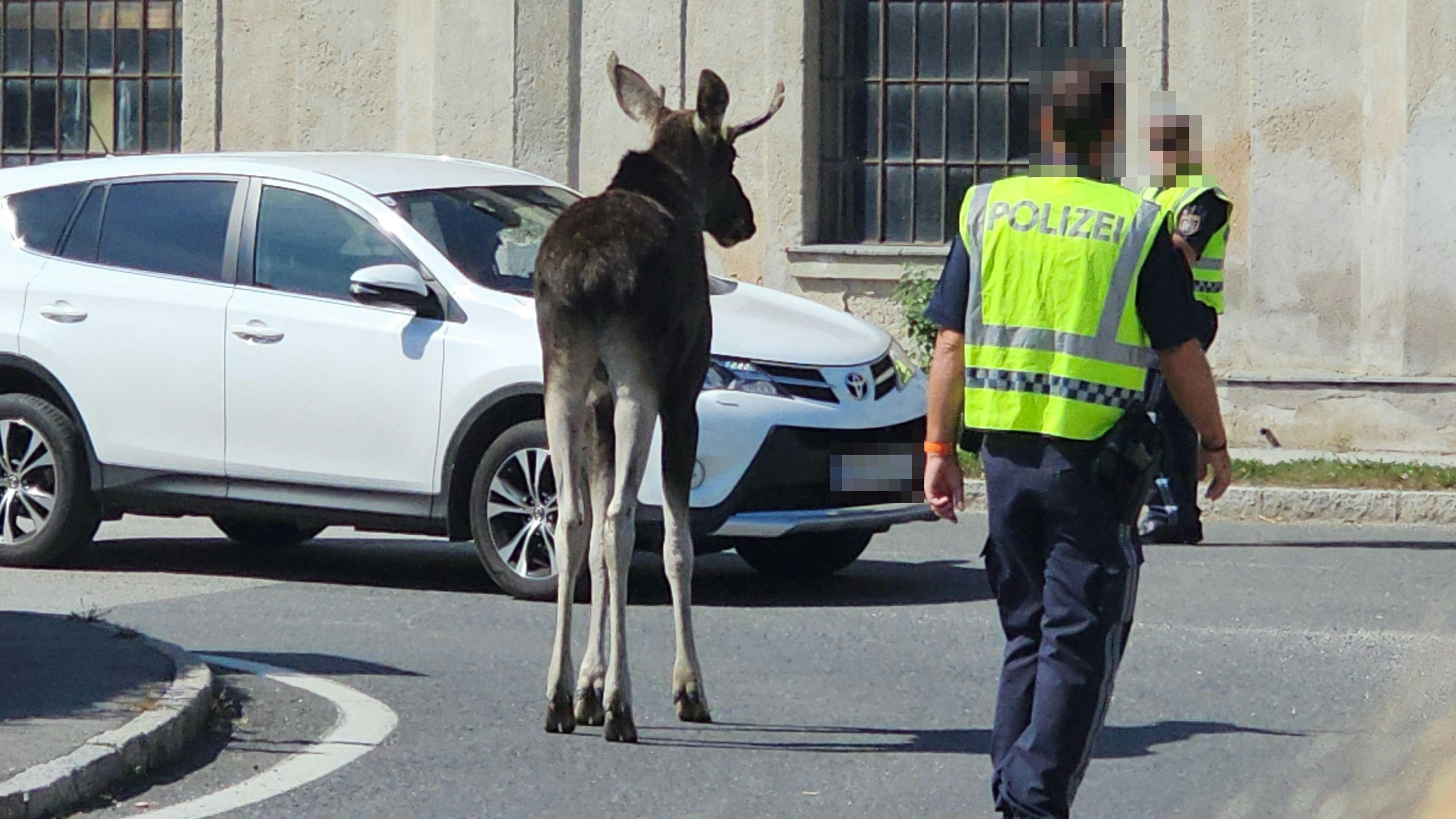 Heute.at - Elch-Tourismus – Hype um Emil gefährdet das Tier