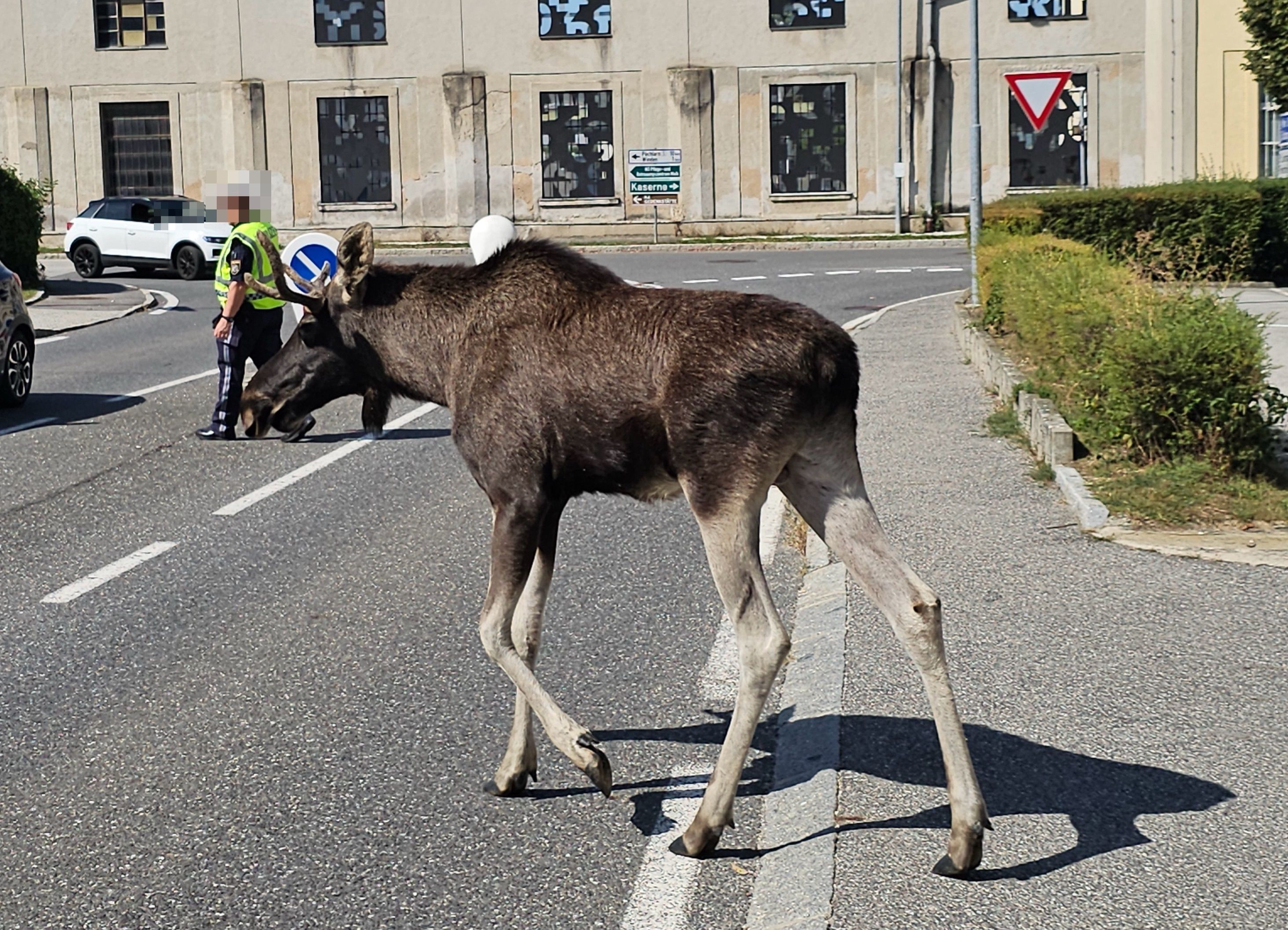 Am heutigen Dienstag, 9. September 2025,hat Emil, der Elch, die Bezirkshaupstadt Melk besucht. 