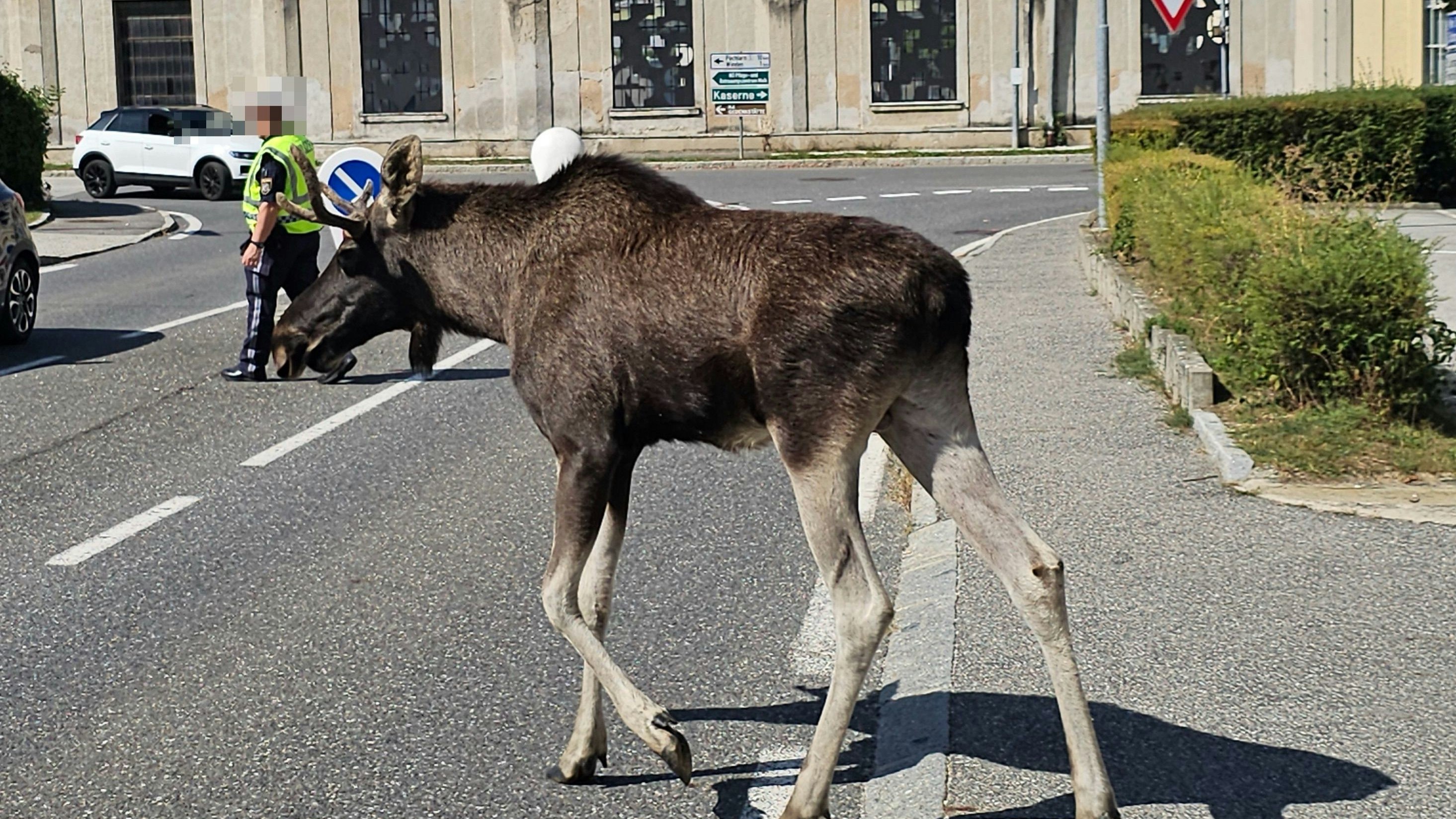 Heute.at - Neues Video und Fotos! Elch spaziert jetzt durch Melk
