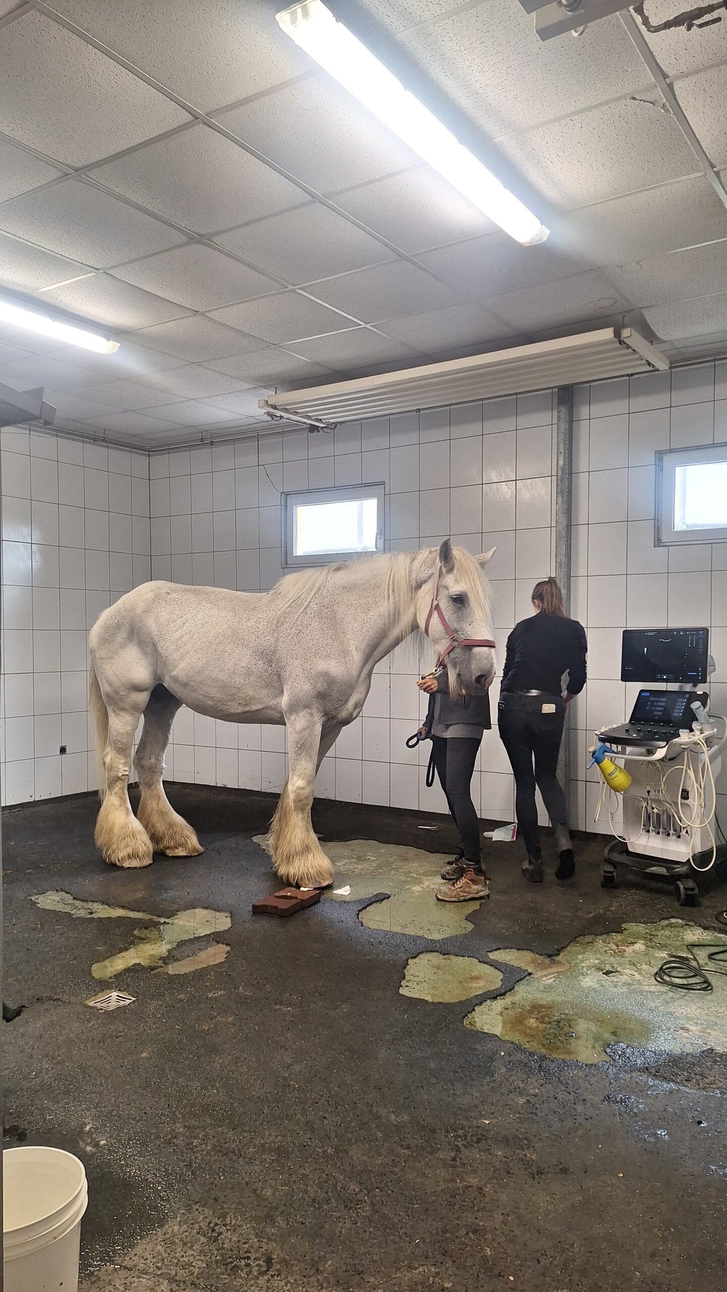 Shire Horse Georgie Girl war eines der neuen Pferde, die im August in der Pferdeklappe aufgenommen werden konnten.