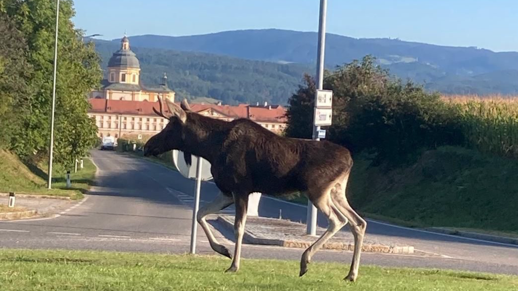 Heute.at - Durch die Donau – Elch Emil galoppiert Richtung Heimat