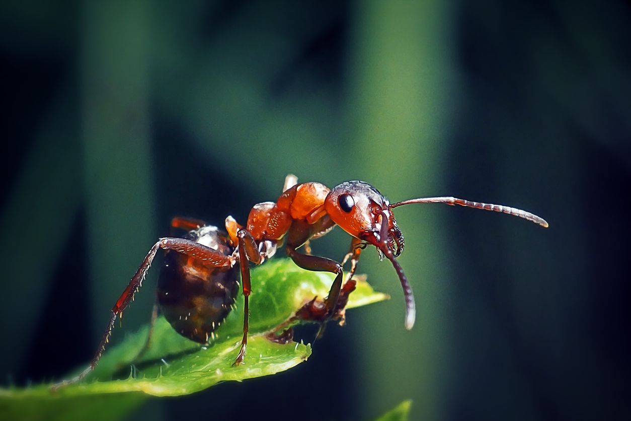 Kahlrückige Waldameise (Formica polyctena) - die Krabbler verhindern einen Wohnungsbau.