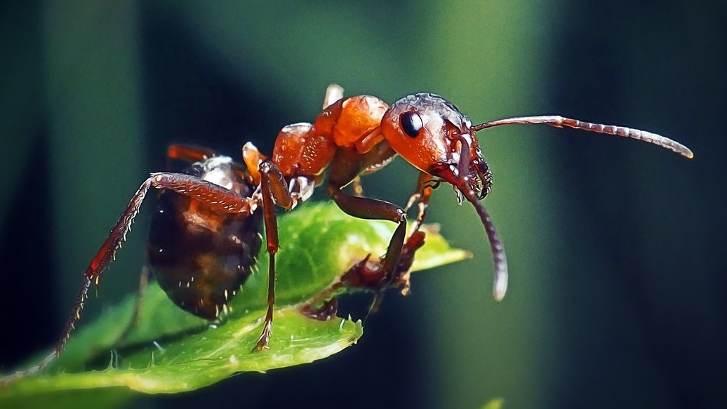 Heute.at - Tierschutz – Ameisennest blockiert 2.500 Wohnungen