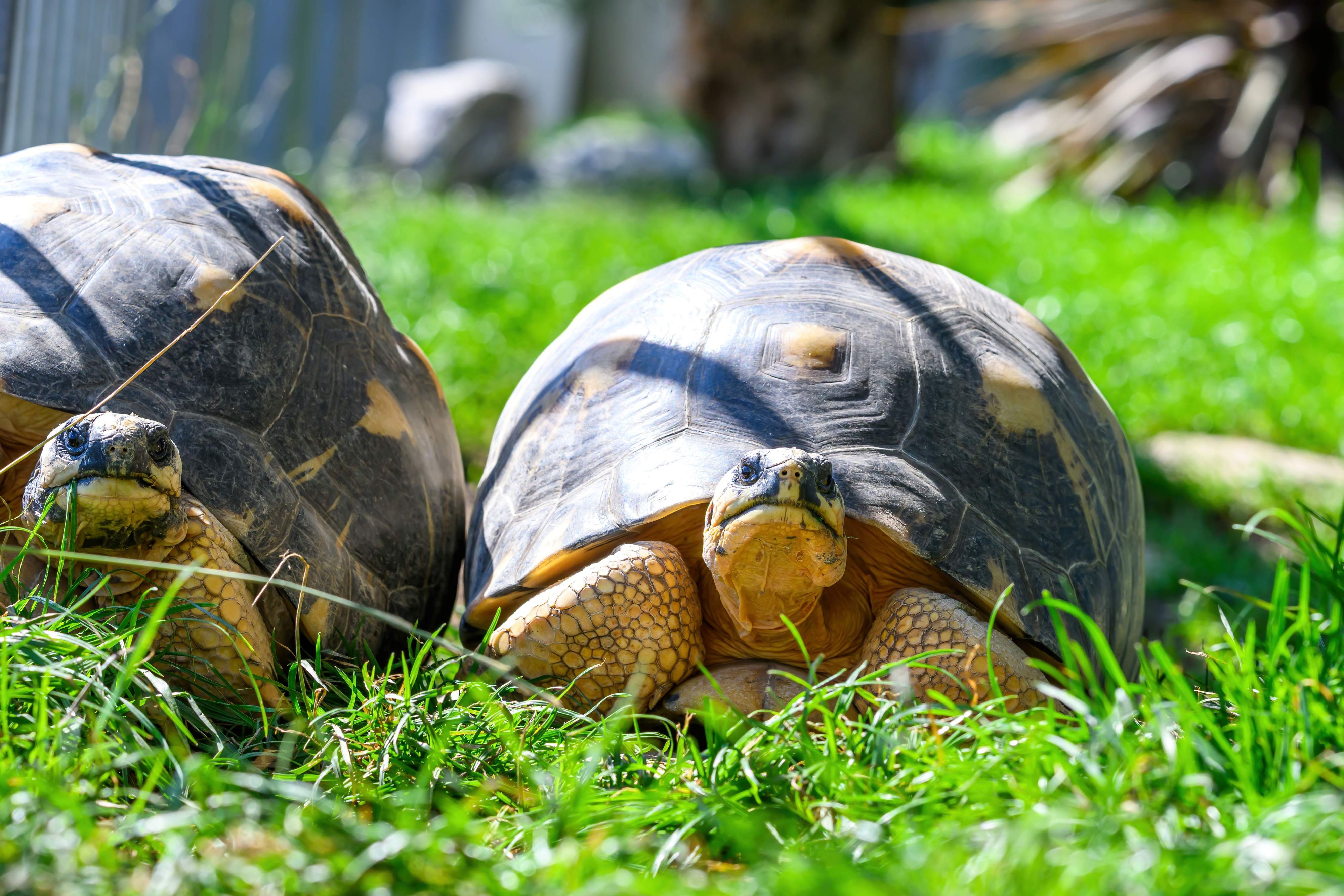 Fünf Strahlenschildkröten (Astrochelys radiata) aus dem Tiergarten Schönbrunn sind in der Madagaskaranlage im neunten Stock eingezogen.