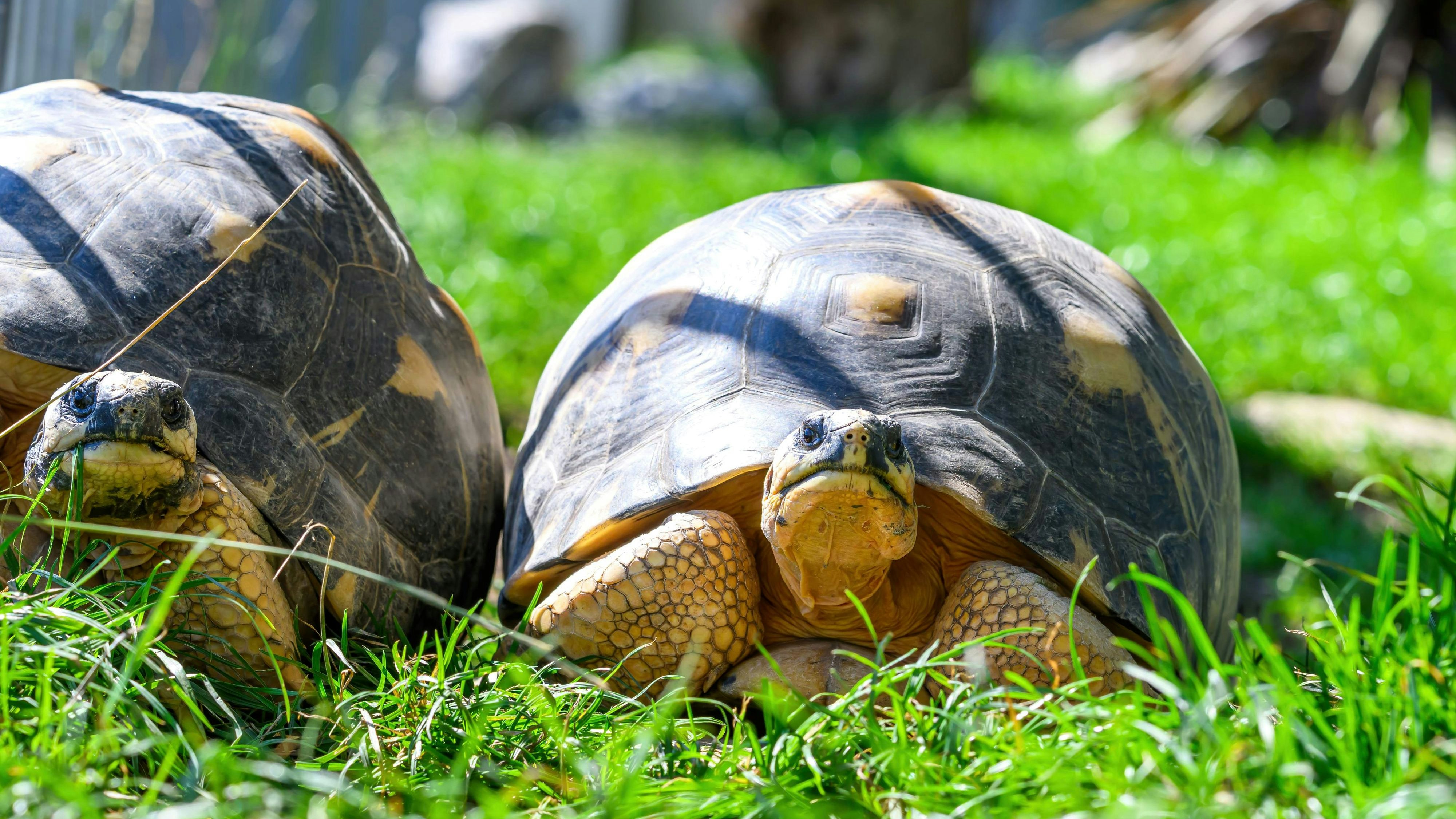 Heute.at - Illegal – Fünf neue Mitbewohner im Haus des Meeres