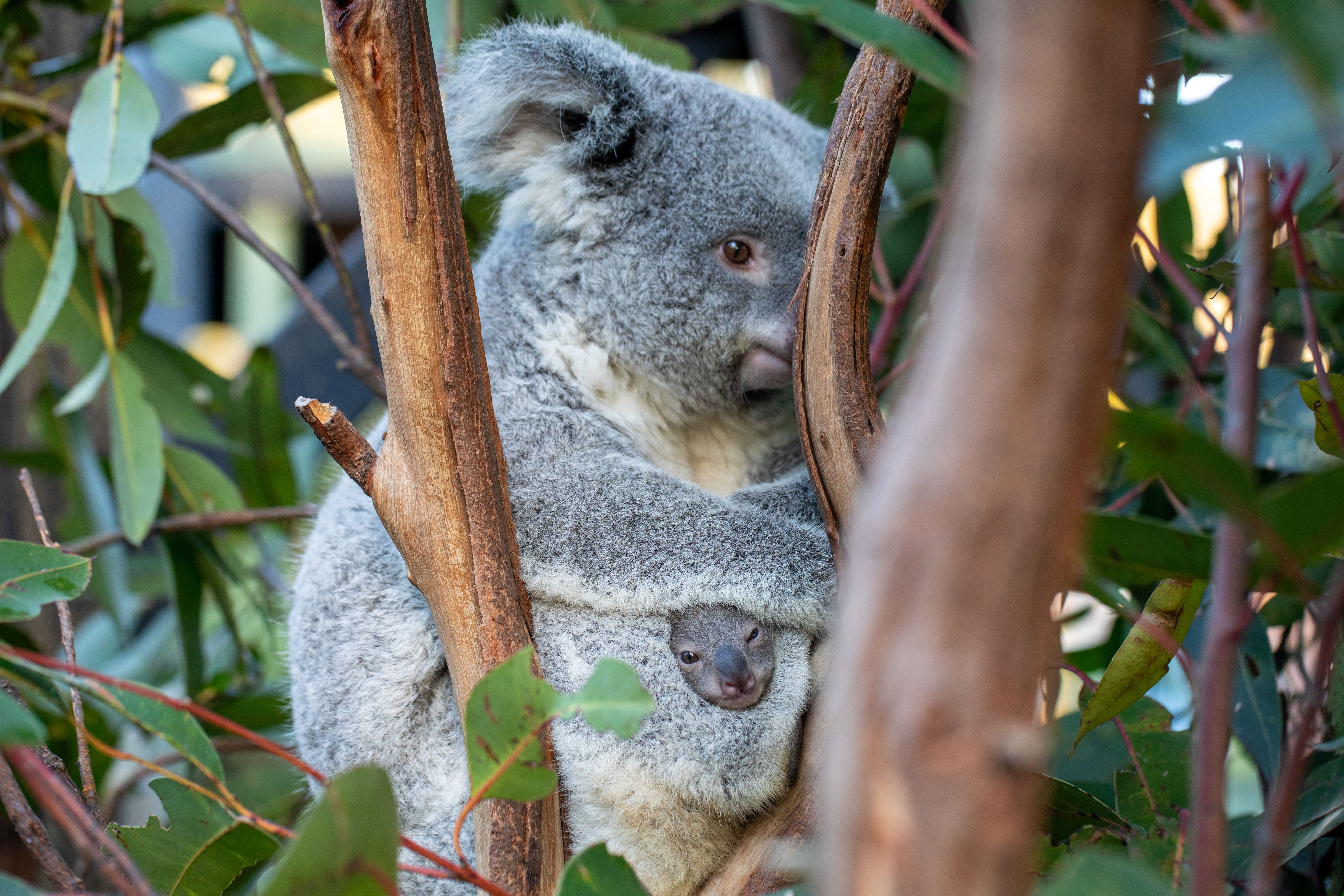 Der Hälfte aller Koalas in Australien leidet an der Geschlechtskrankheit.