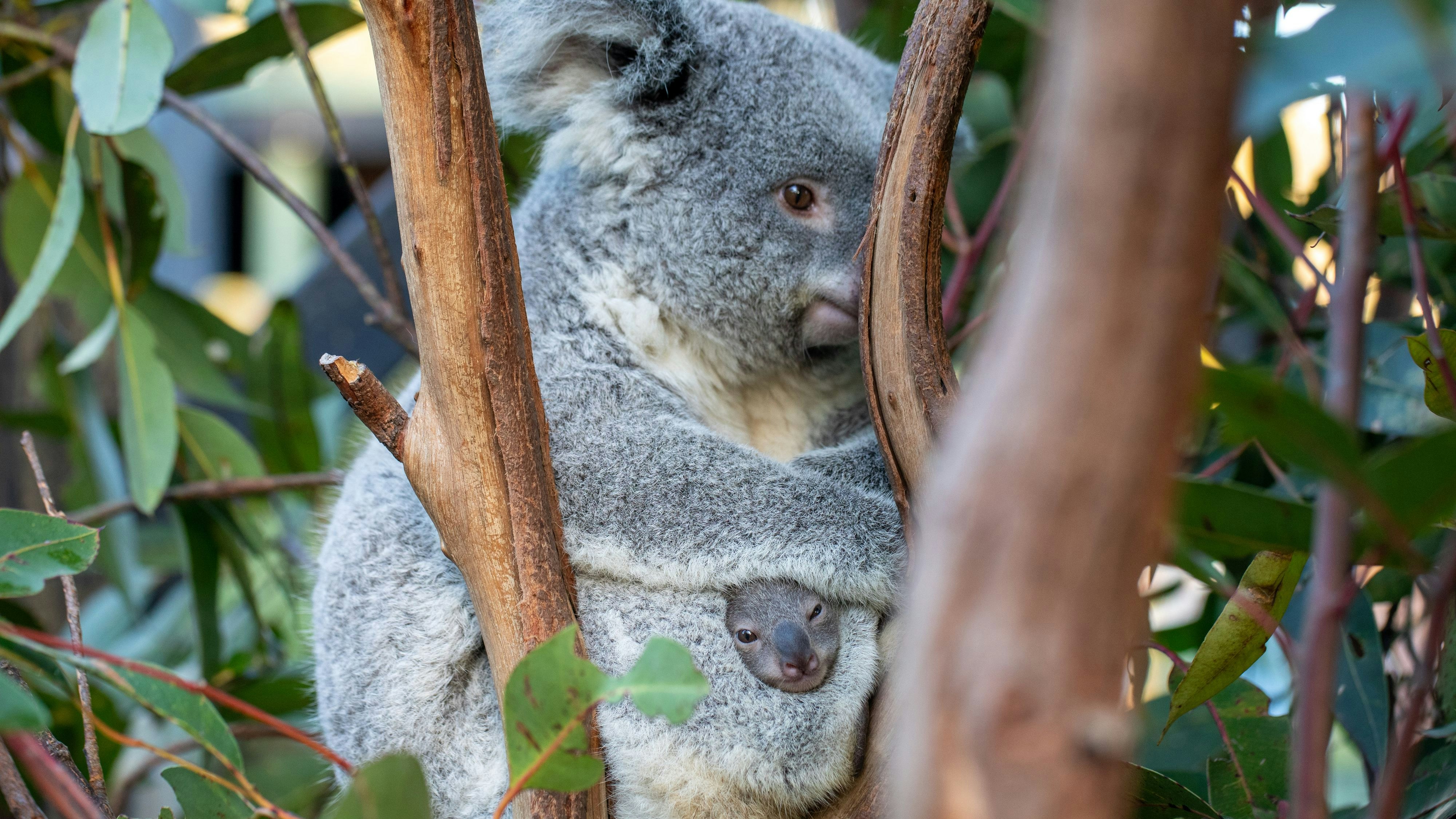 Heute.at - Impfstoff soll Koalas vor tödlichen Chlamydien schützen