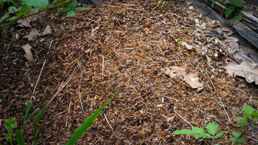 Geschützt: Waldameisenhaufen dürfen nicht zerstört werden.