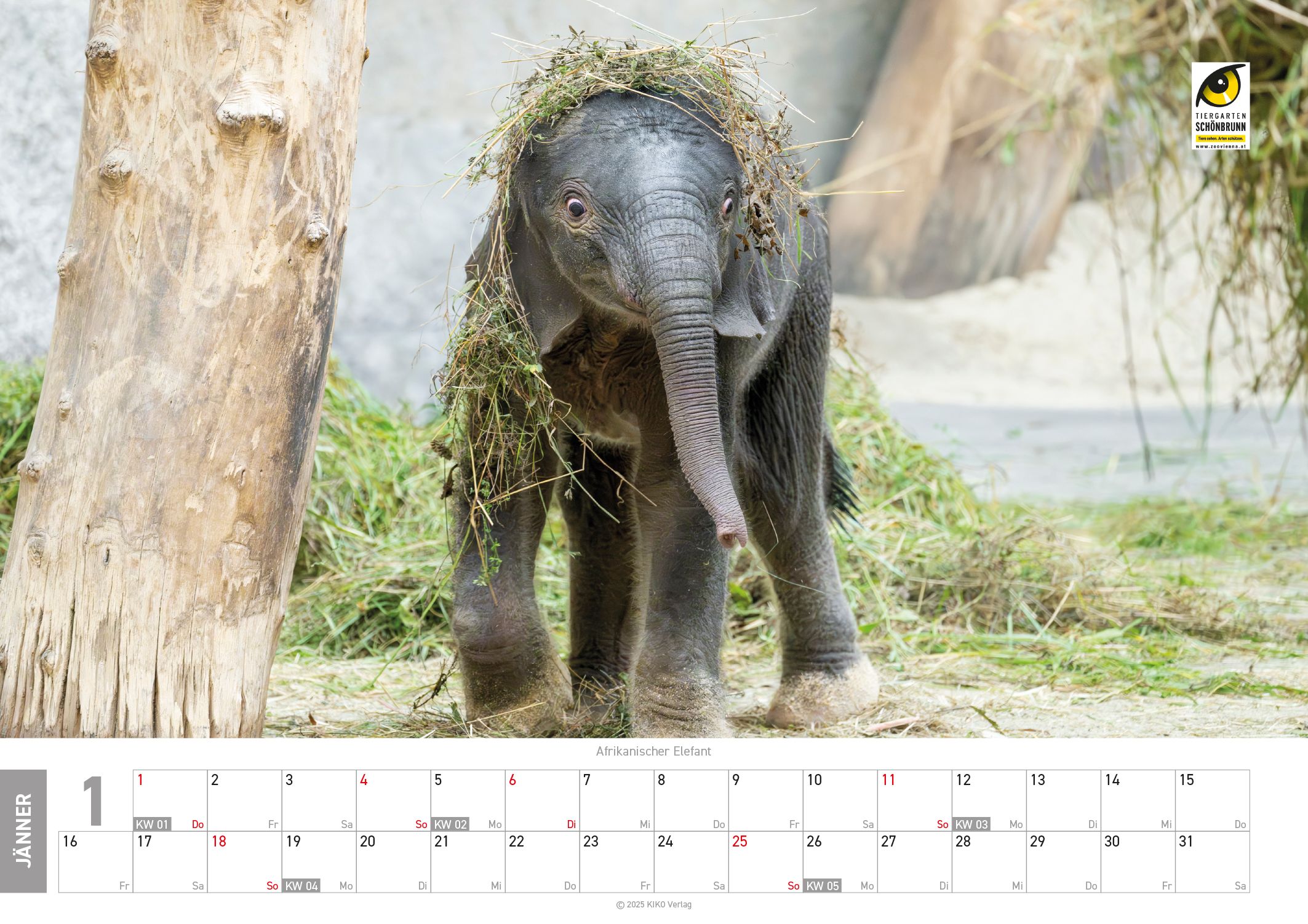 Der kleine Elefantennachwuchs sorgt im Tiergarten Schönbrunn für Aufsehen und grandiose Fotoaufnahmen.
