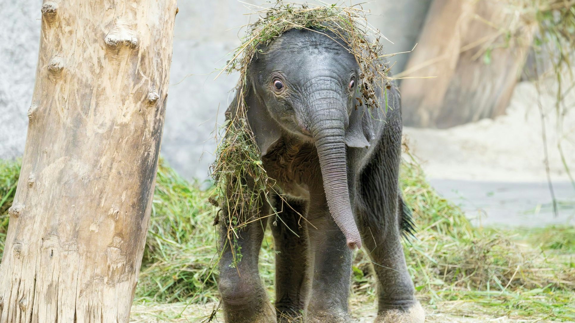 Heute.at - Schönbrunns Elefantenjungtier kommt zu dir nach Hause