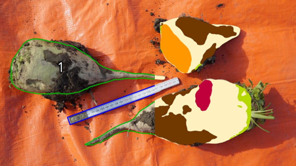 Künftig soll das Projekt um weitere Umweltbedingungen und andere Feldfrüchte wie Karotten oder Kartoffeln erweitert werden.