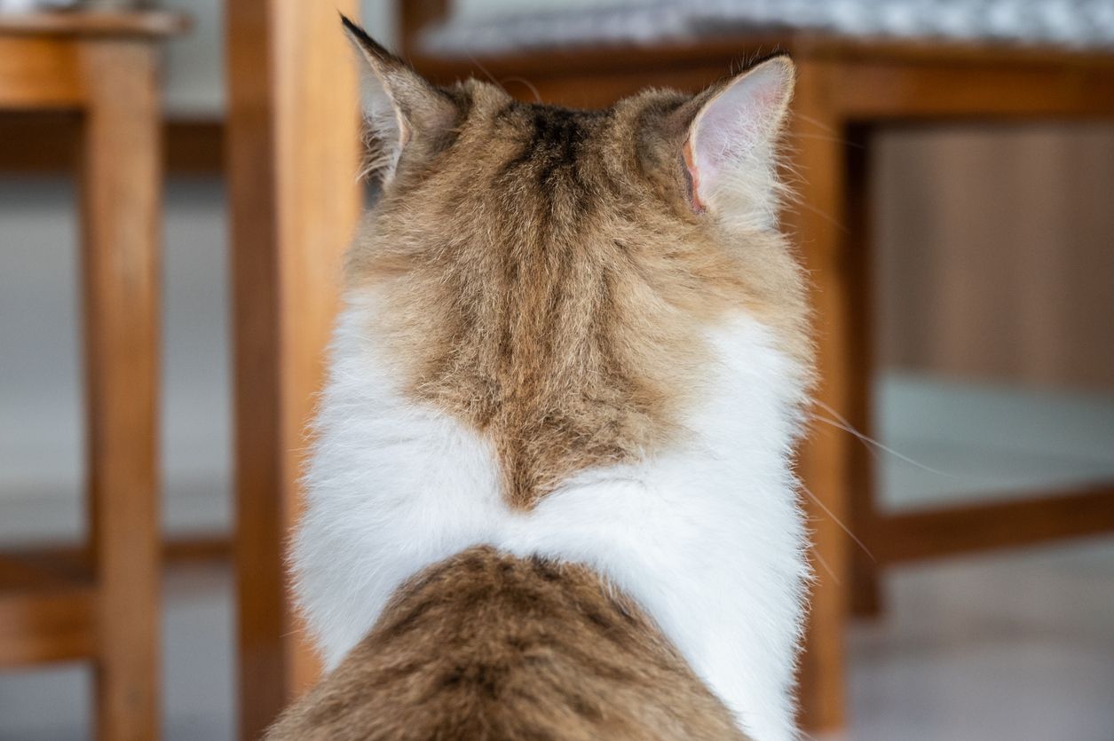 Katzen hören, verstehen uns - aber ignorieren uns.