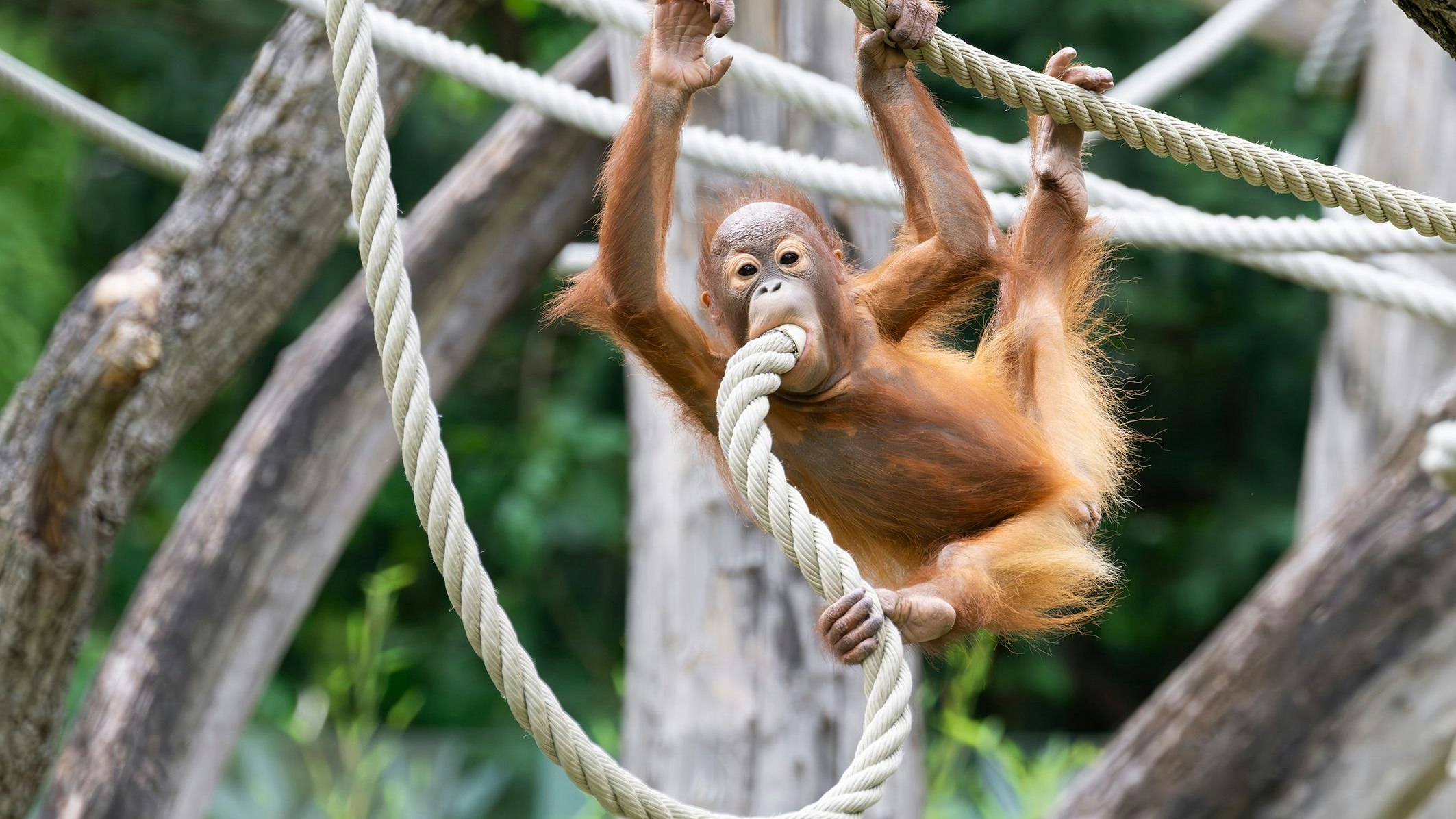 Im "September" ist das Orang-Utan-Jungtier der Star.