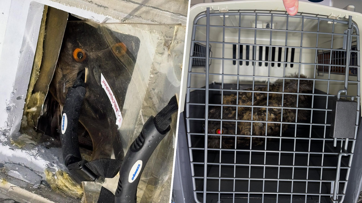 Der Uhu konnte schließlich von Feuerwehr und Tierrettung befreit werden.