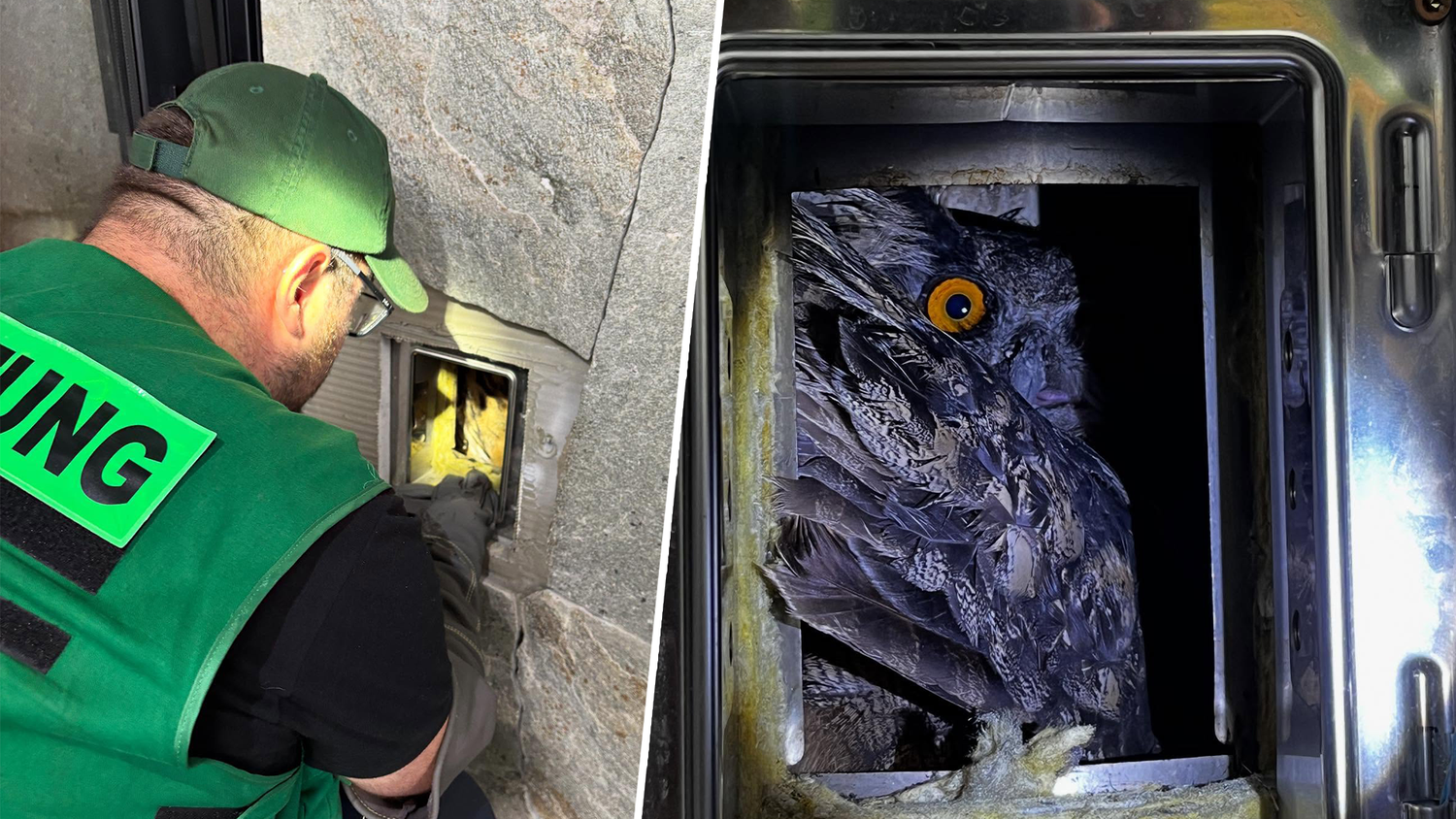Heute.at - Uhu steckt in Kamin – Rettung dauert über eine Stunde