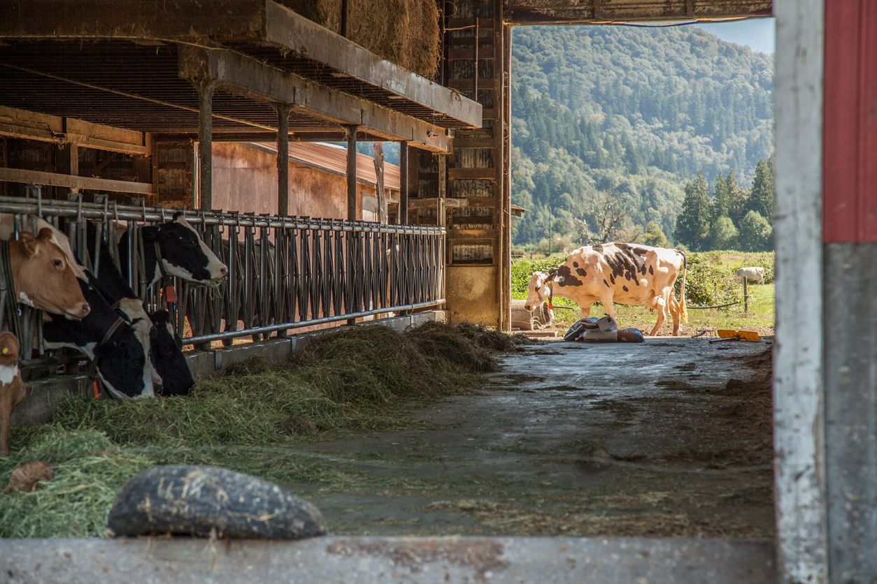 Der Bub war alleine im Stall, als es zu dem Unglück kam. (Symbolbild)