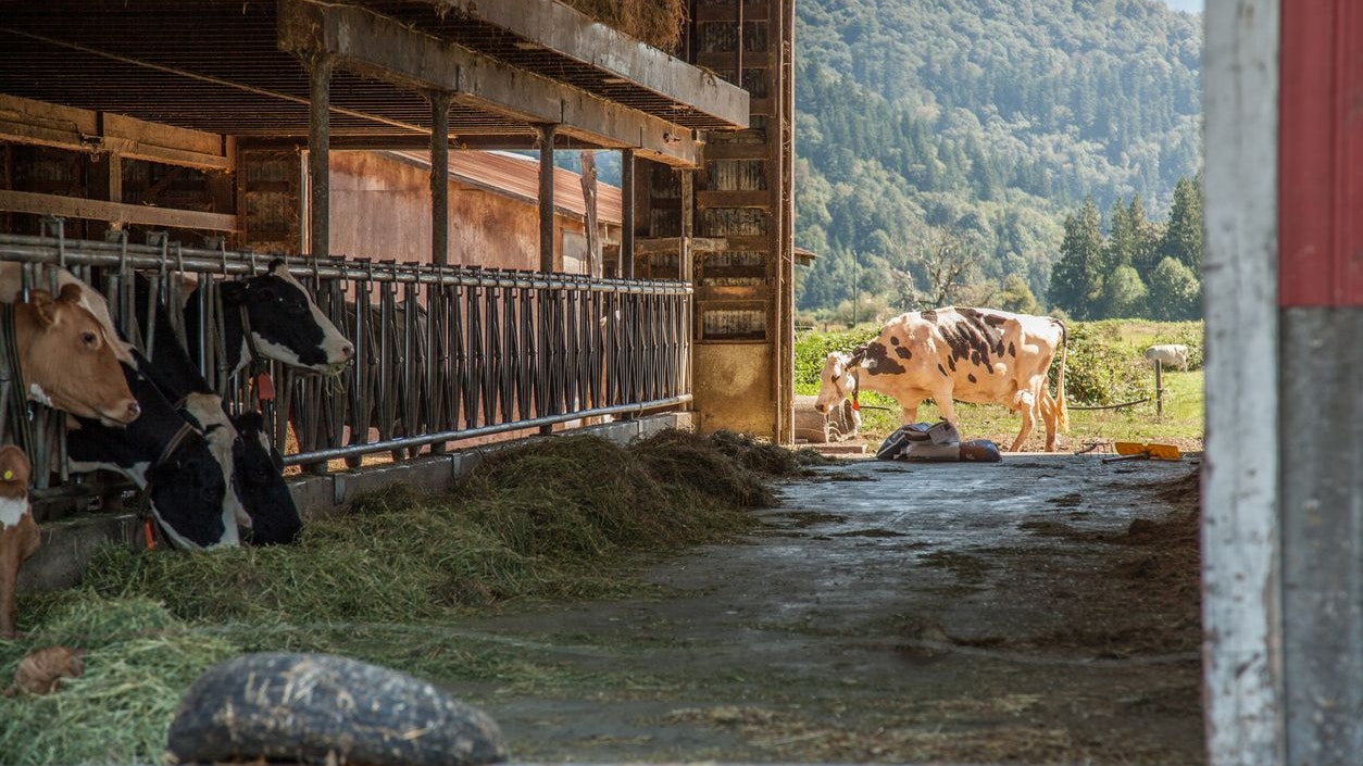 Heute.at - Von Weidegittern erdrückt – Bub (12) stirbt im Stall