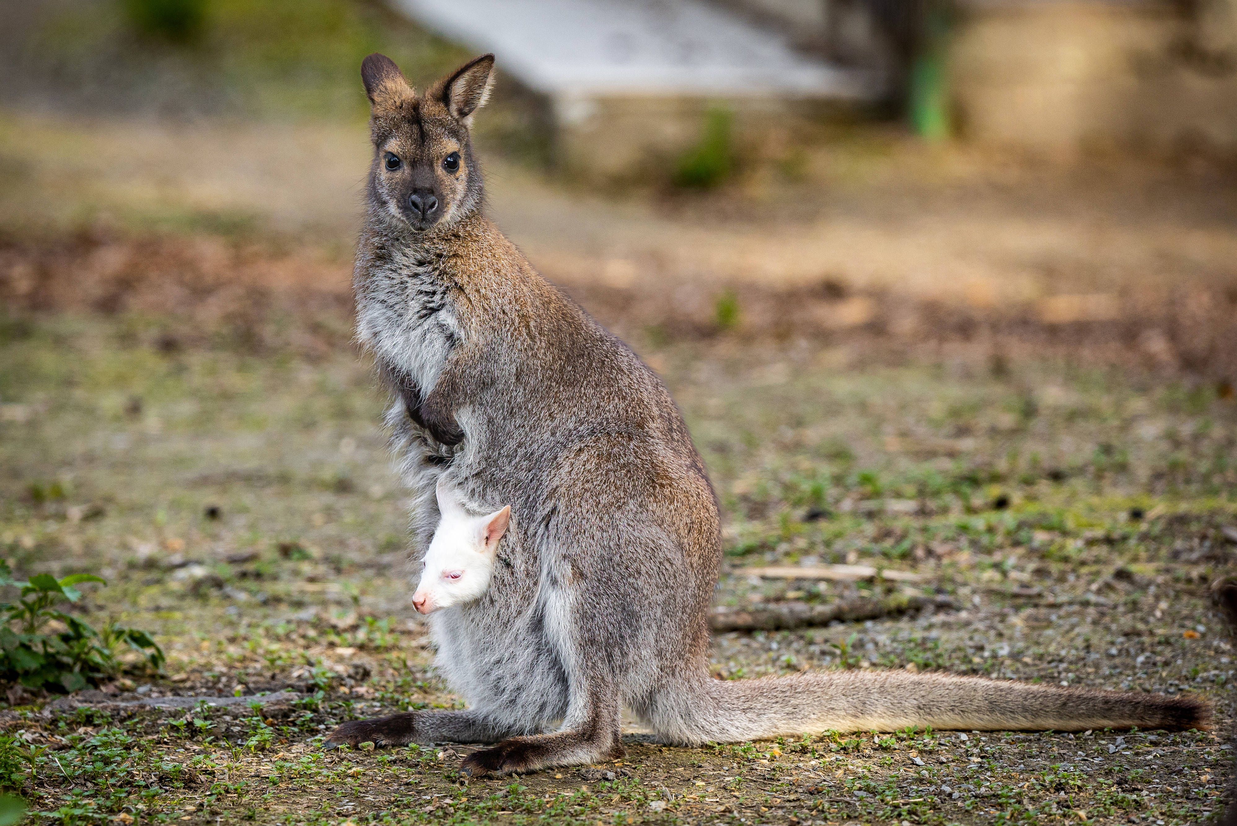 Ein Deutscher sichtete in Tirol ein kleines Känguru.