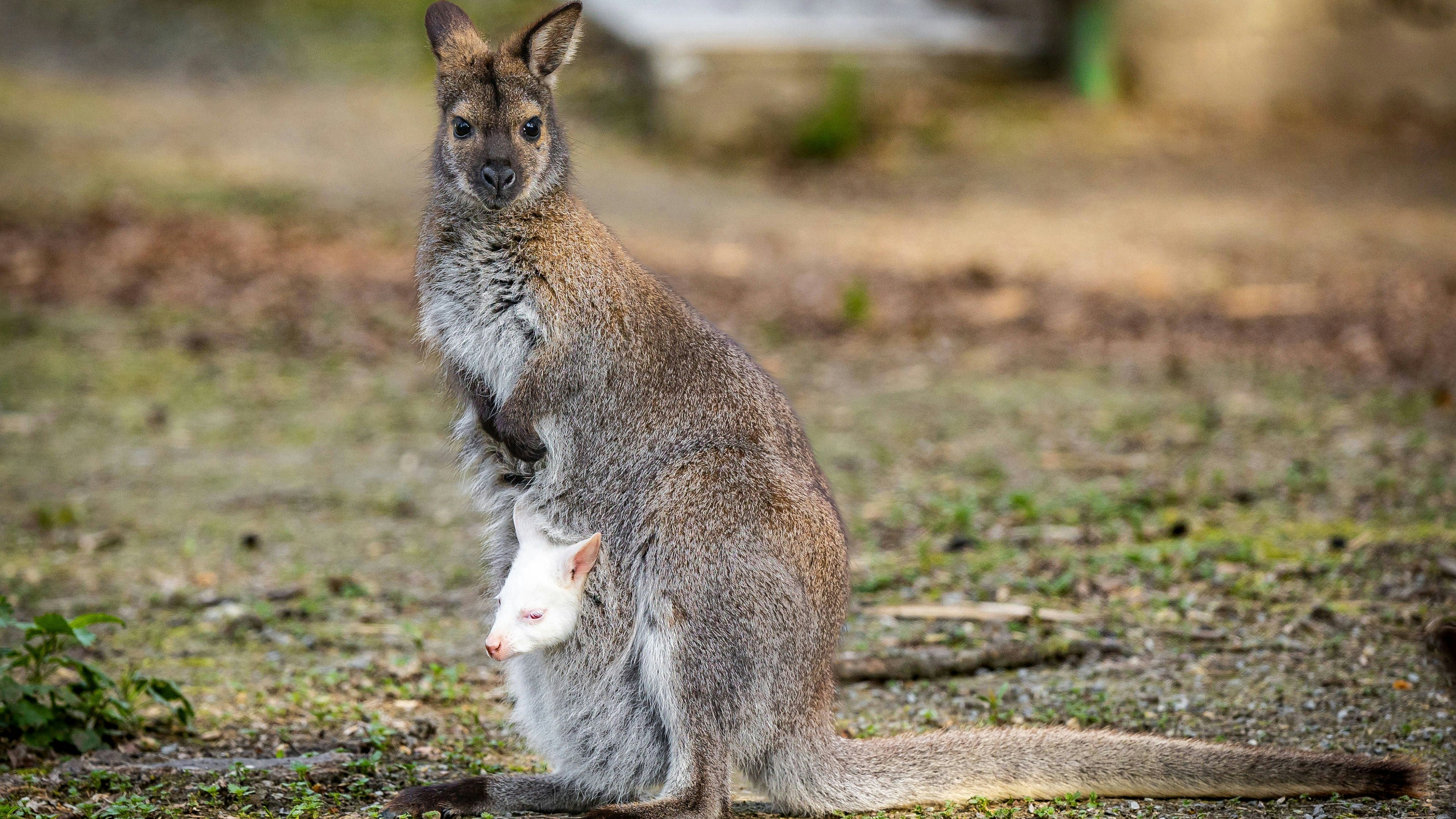 Heute.at - Entlaufenes Wallaby sorgt im Zillertal für Aufregung