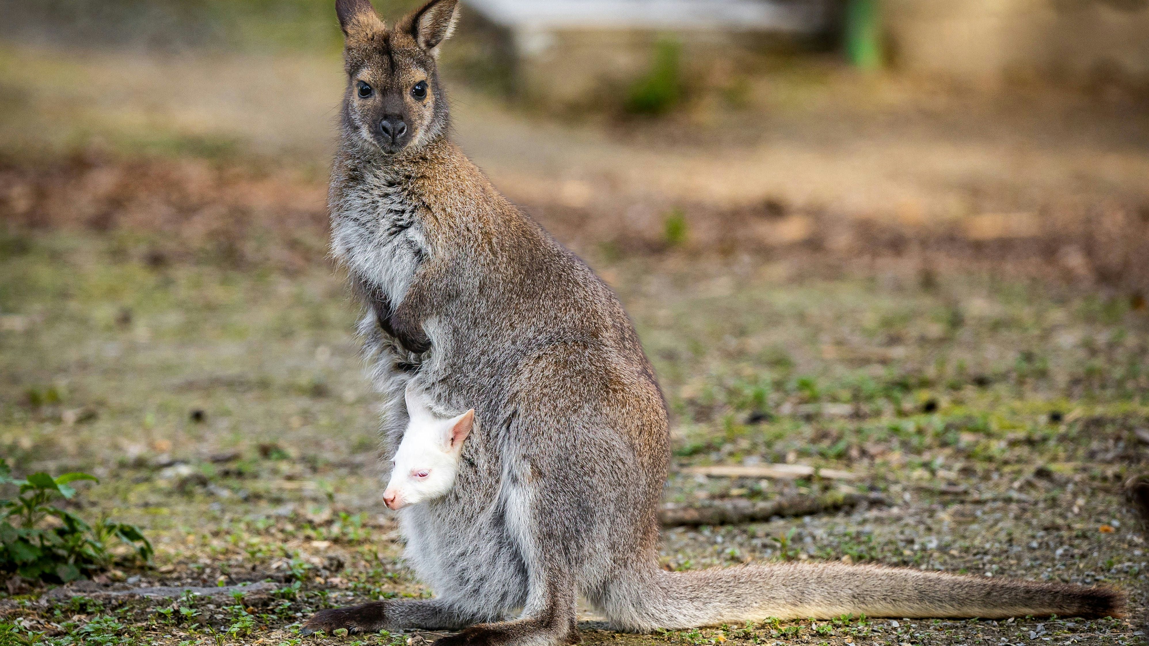 Entertainment Bilder des Tages Albino Wallaby in Osijek ZOO A baby Wallaby Casper peeks out of the pouch of his mother at the Osijek ZOO, in Osijek, Croatia, on April 11, 2024. DavorxJavorovic/PIXSELL