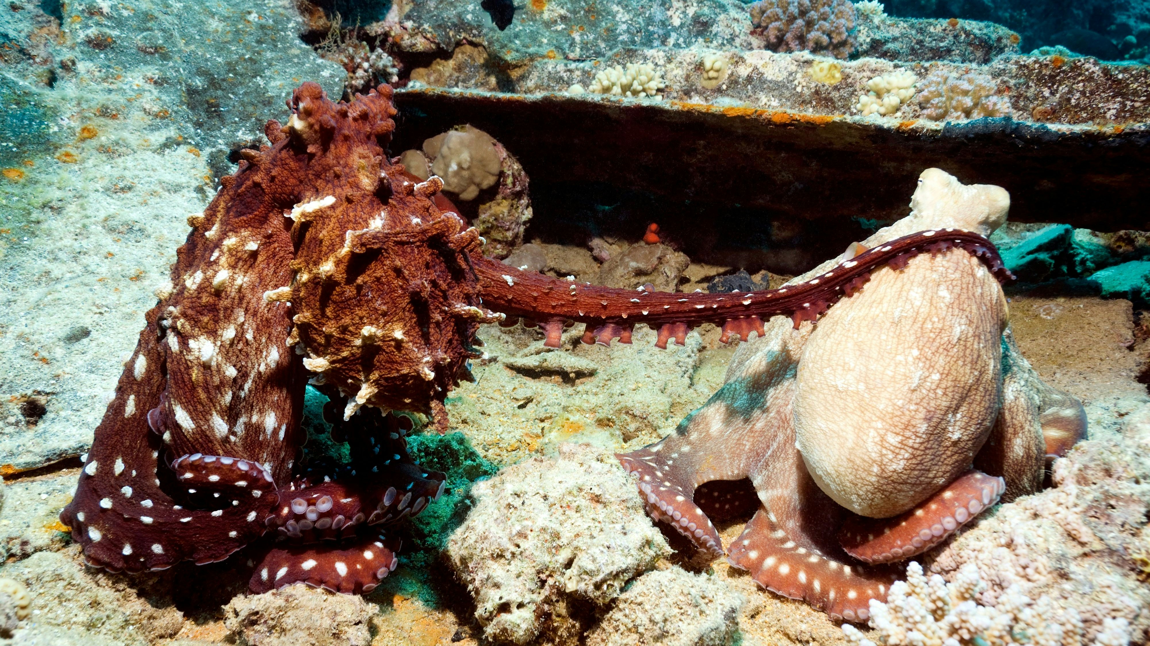 Heute.at - Studie zeigt, wofür Oktopusse ihre Vorderarme einsetzen