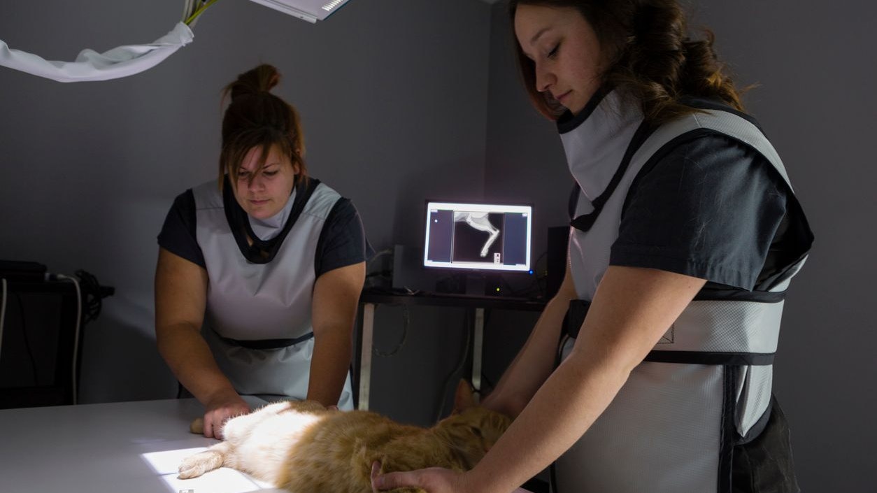 Heute.at - Katze angeschossen! Suche nach Tierquäler läuft