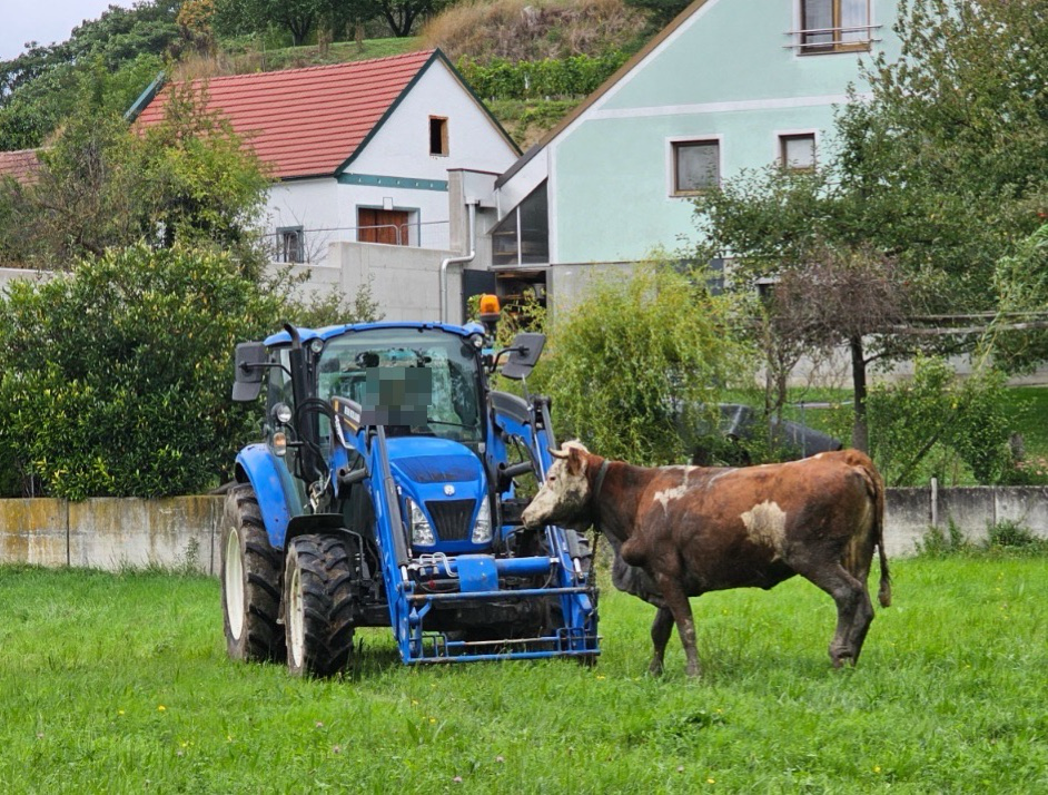 Rettungsaktion – Feuerwehr befreit Kuh aus Bachbett