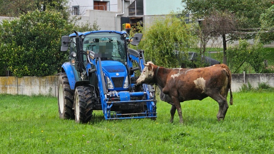 Rettungsaktion – Feuerwehr befreit Kuh aus Bachbett