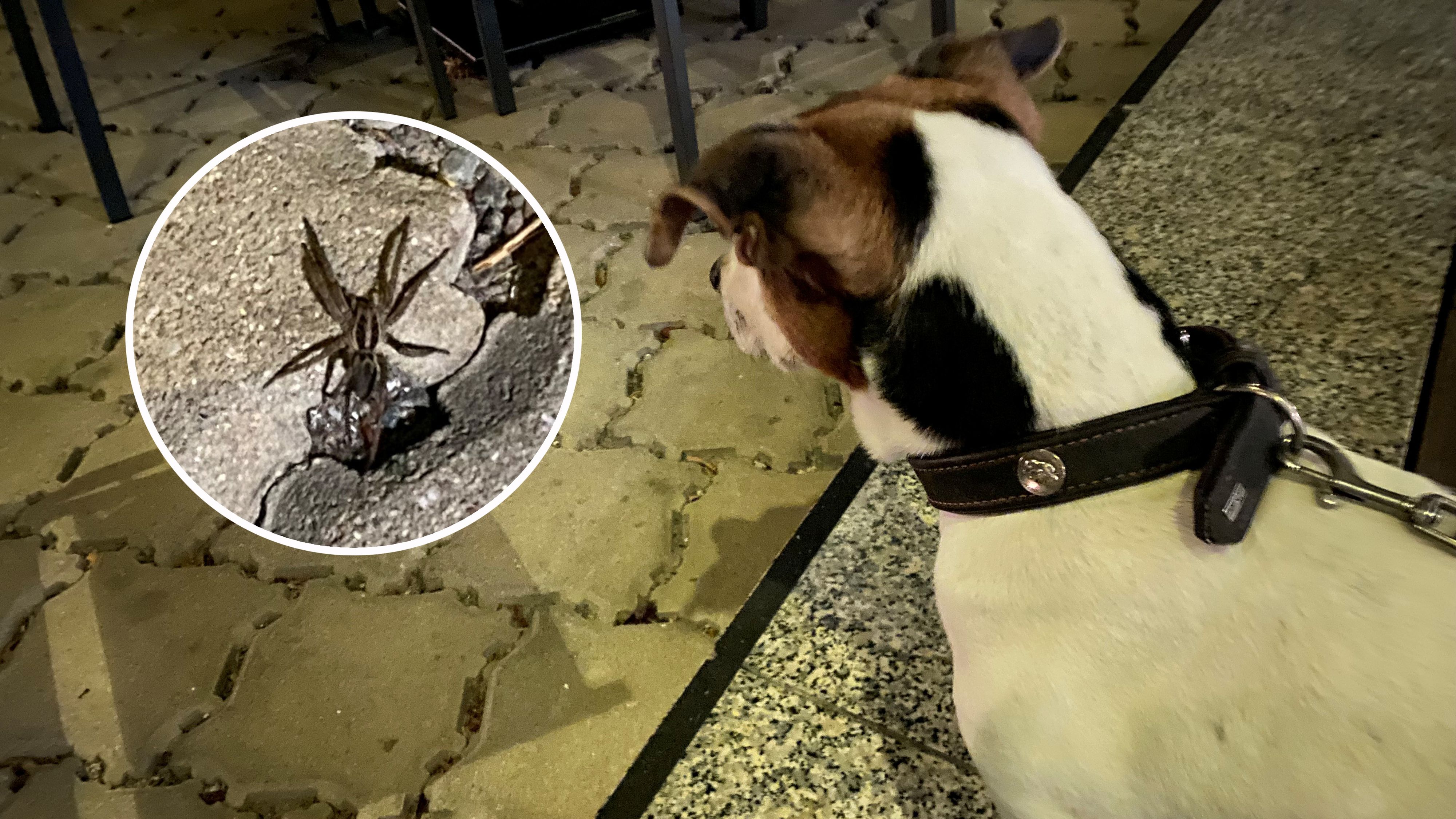 Leonie-Rachel Soyel bangte kurz um die Gesundheit von Jack Russell Terrier Waldi.