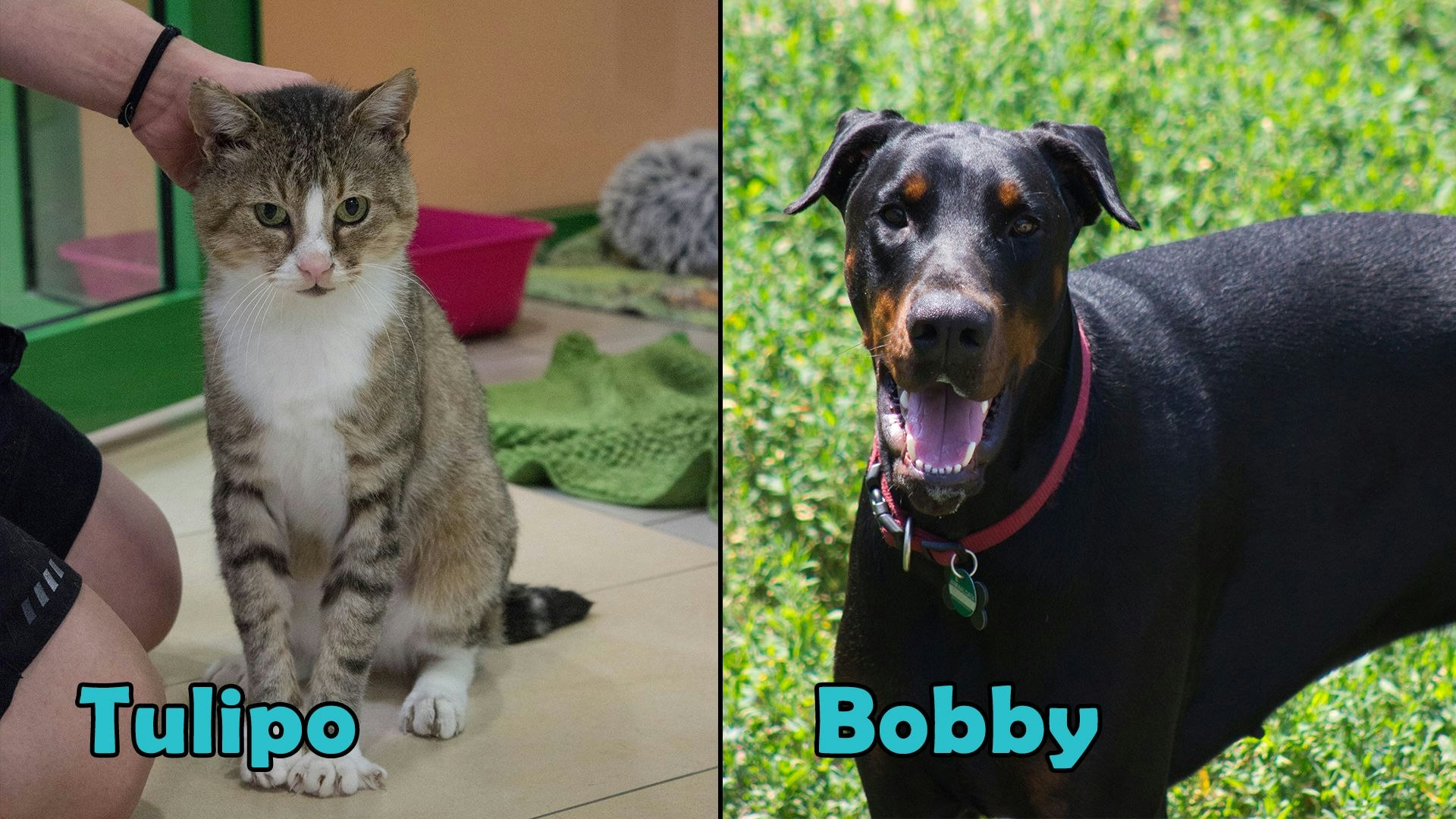 Heute.at - TIKO Kärnten: Schützlinge der Kalenderwoche 37