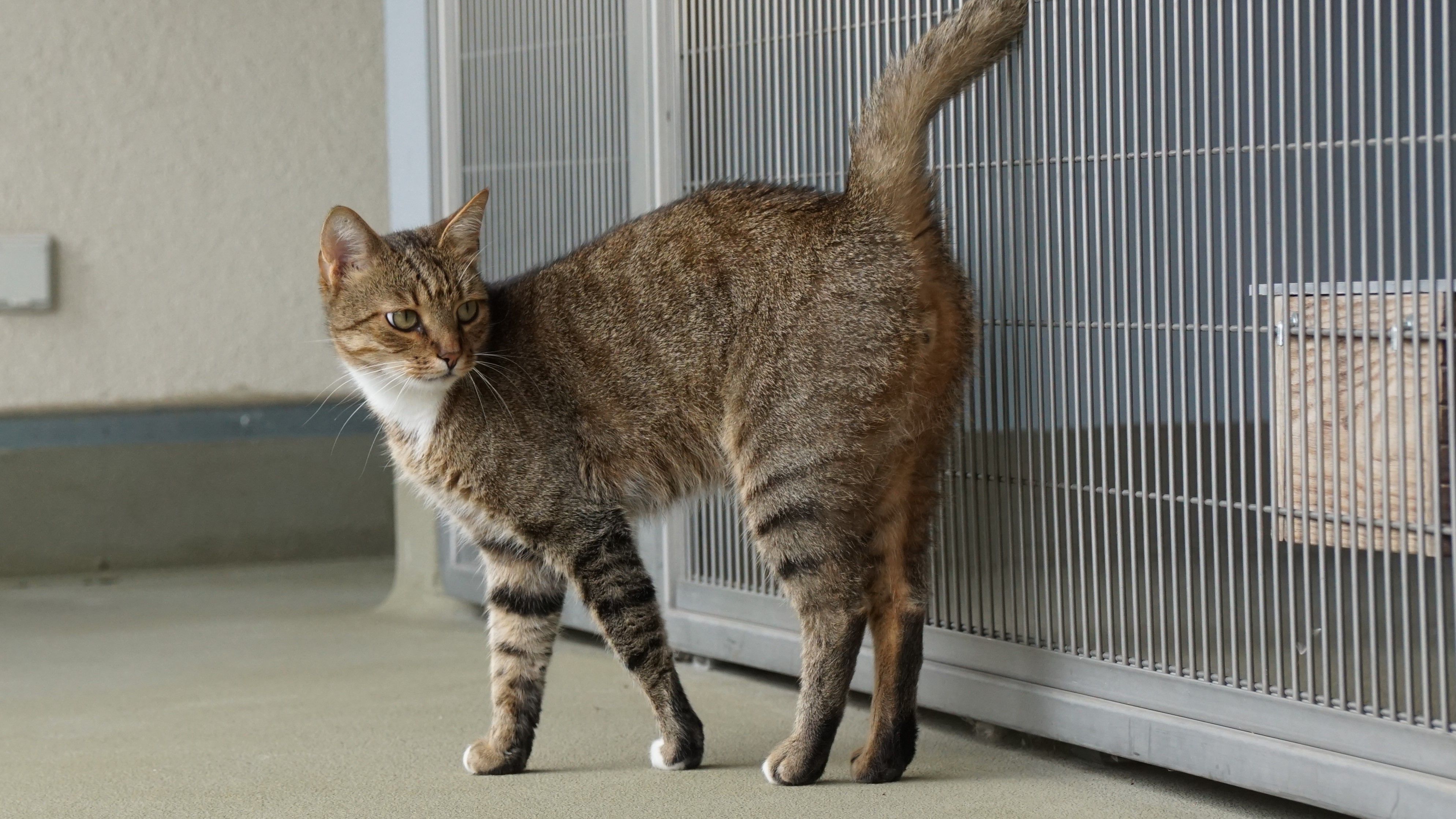 Brimsley sollte man nicht unterschätzen.