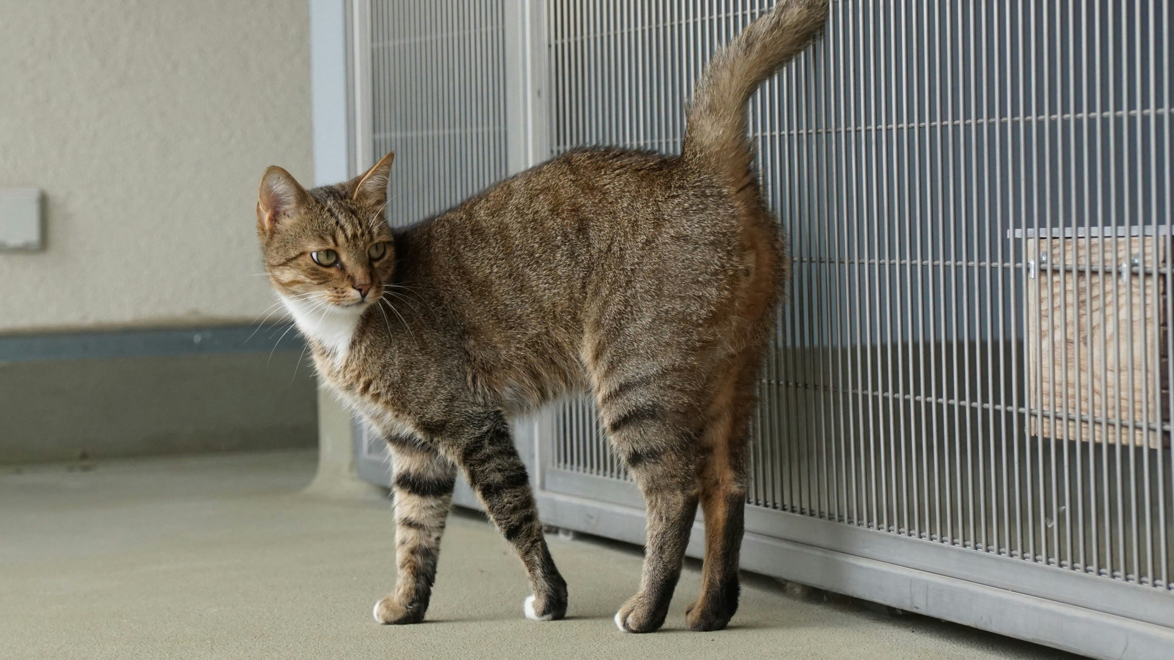 Heute.at - Kater mit Charakter sucht Einzelplatz
