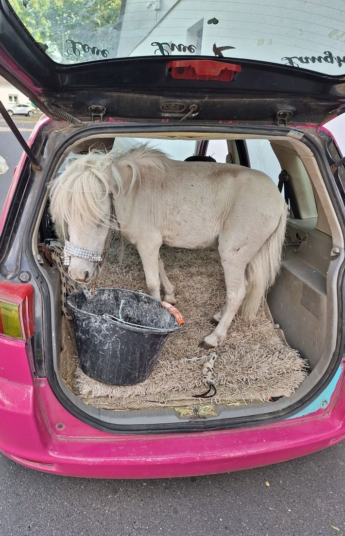 Ein ungewöhnlicher Anblick beschäftigte einen Polizisten des Alsdorfer Bezirksdienstes Anfang September.