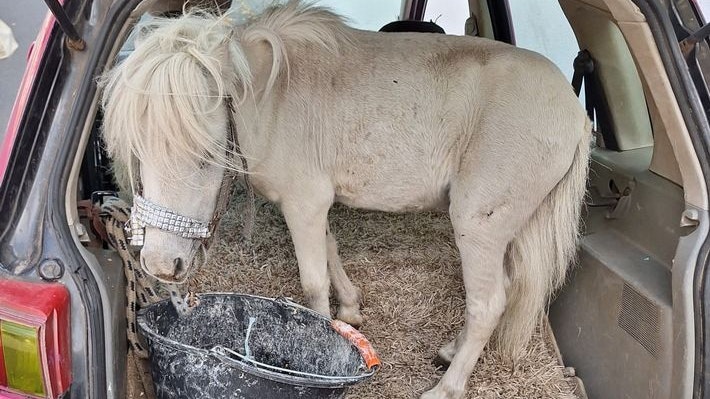 Ein ungewöhnlicher Anblick beschäftigte einen Polizisten des Alsdorfer Bezirksdienstes Anfang September
