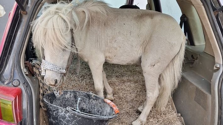 Heute.at - Da steht ein Pferd im Kofferraum – Polizei sprachlos