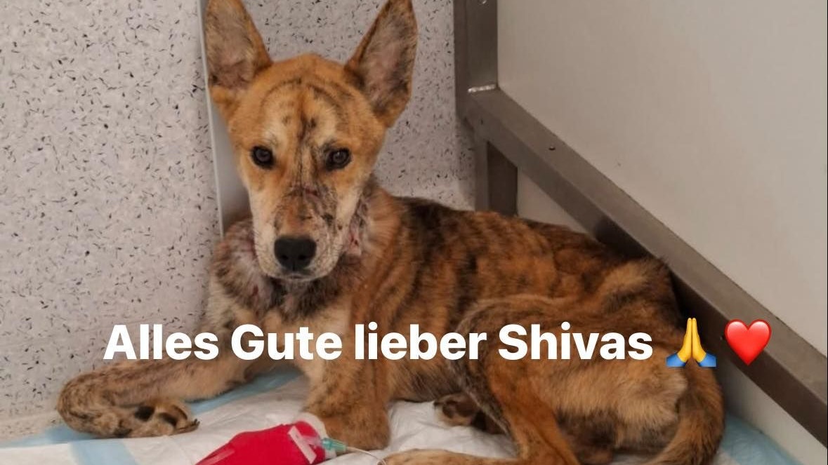 Heute.at - Nobelbezirk! Hund überlebt nur knapp brutalste Folter