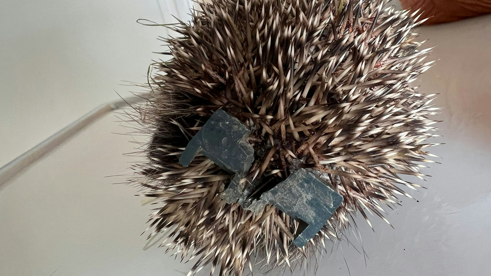 Wer einfach seinen "Müll" in die Umwelt wirft, sollte auch an die vielen, vielen Wildtiere denken. 