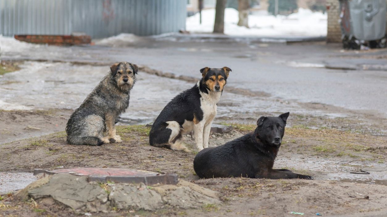Streunende Hunde sollen einen Mann am Vesuv getötet haben. (Symbolbild)