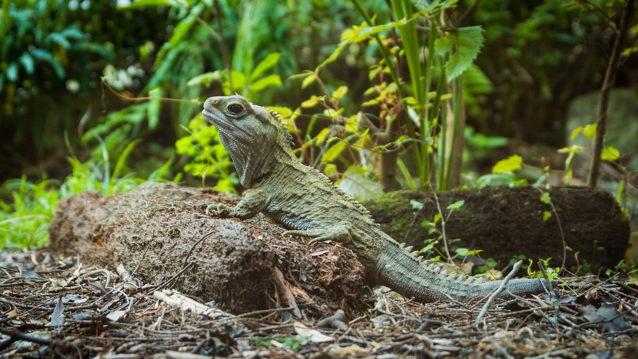 Die sogenannte Brückenechse, oder "Tuatara" aus Neuseeland, dürfte mit dem Fossilfund viel gemeinsam haben. 
