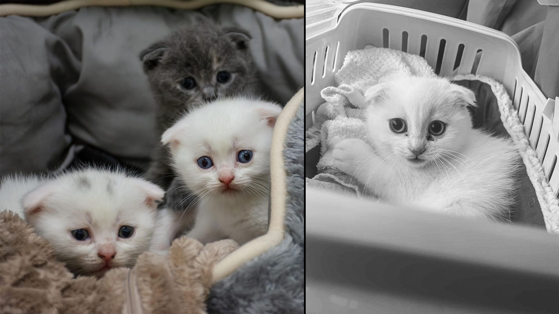 Heute.at - Pein bei jedem Schritt! Faltohrbaby Mini wurde erlöst