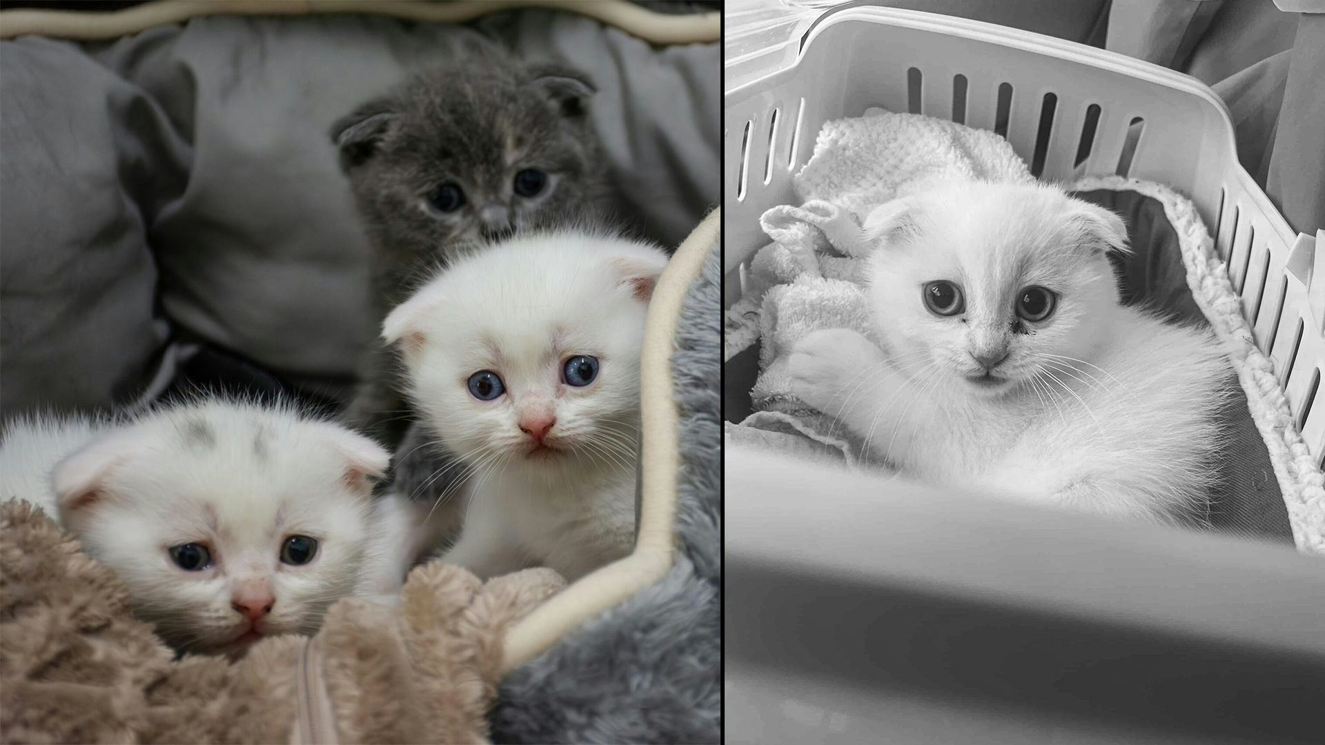 Heute.at - Pein bei jedem Schritt! Faltohrbaby Mini wurde erlöst