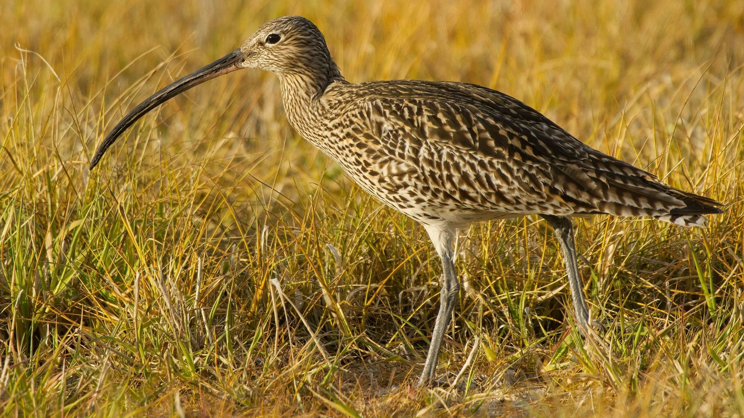 Seine Flügelspannweite kann einen Meter betragen und er wiegt bis zu einem Kilogramm.