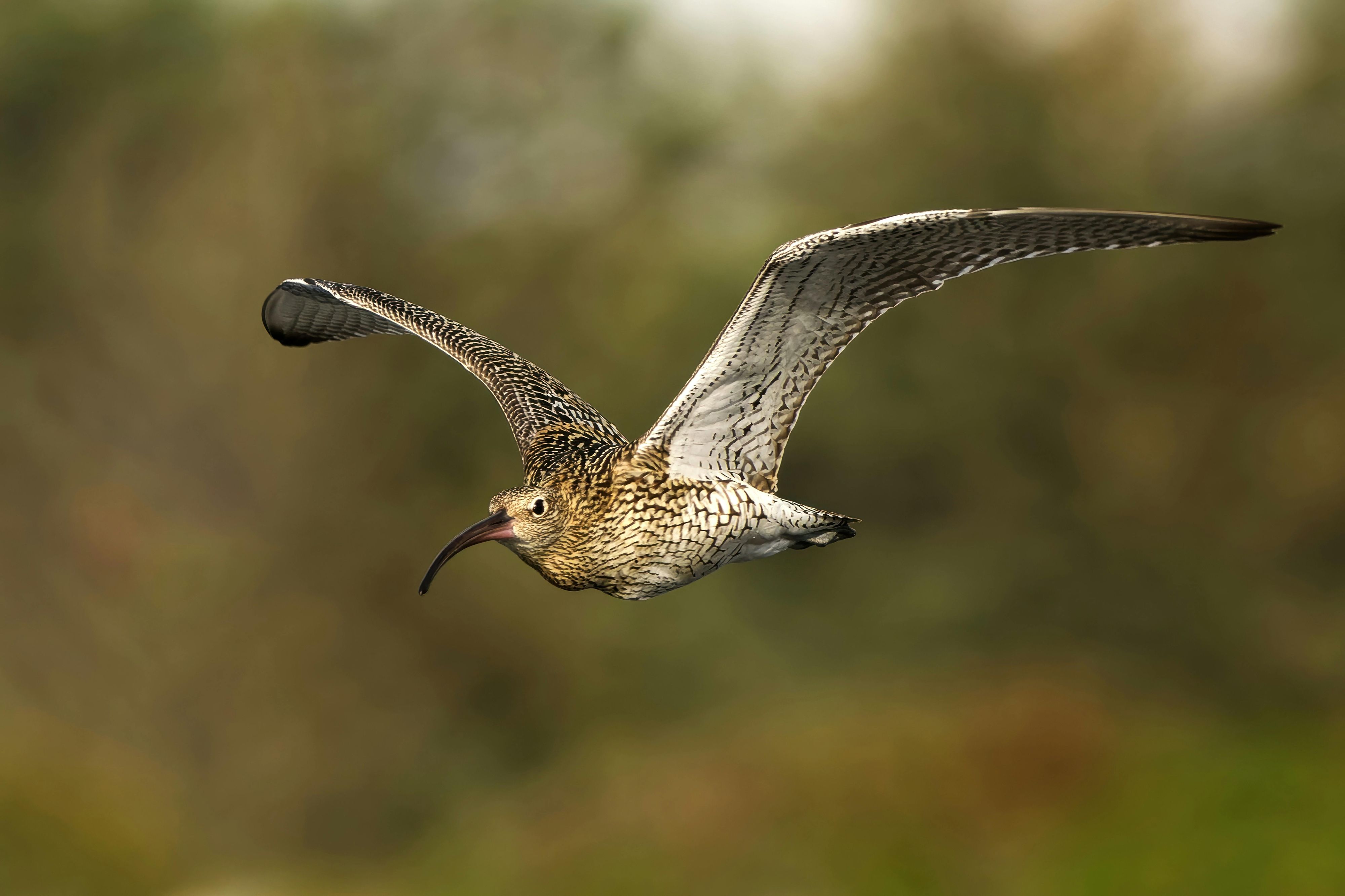 Heute.at - So eine Schnepfe … gibt’s bald nicht mehr