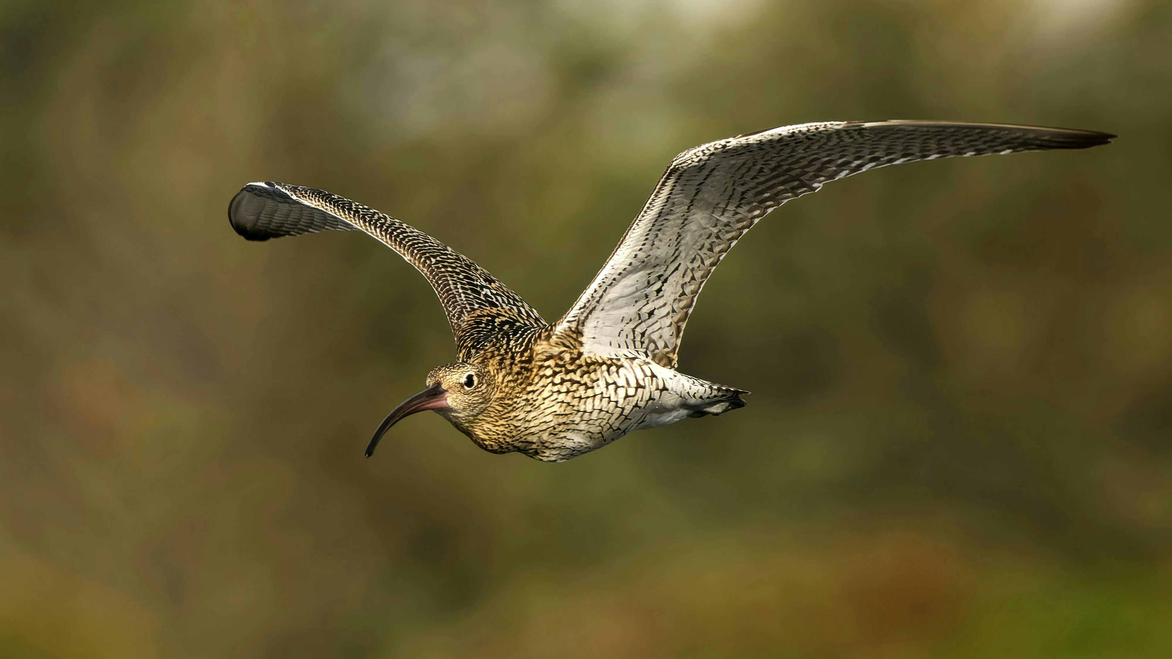 Heute.at - So eine Schnepfe … gibt’s bald nicht mehr