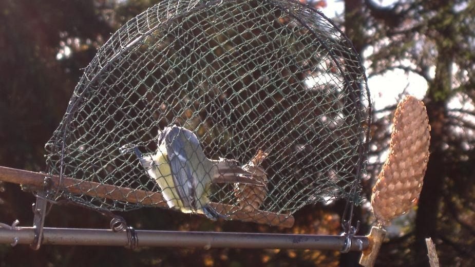 Wie lange die Vögel hier wohl Todesangst erleiden müssen? 